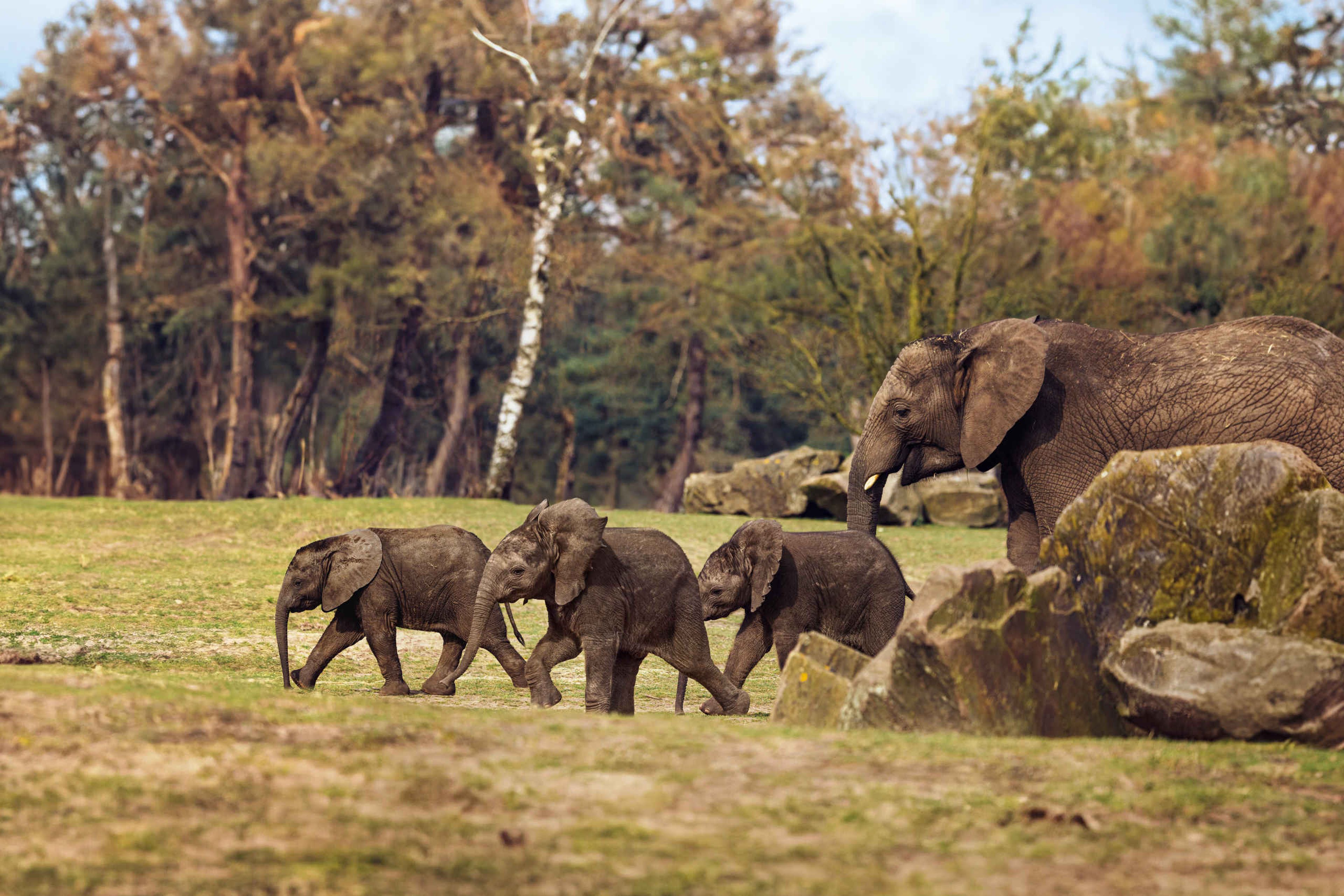 Olifantenkalfjes rennen door de olifantenvallei met een volwassen olifant in Safaripark Beekse Bergen