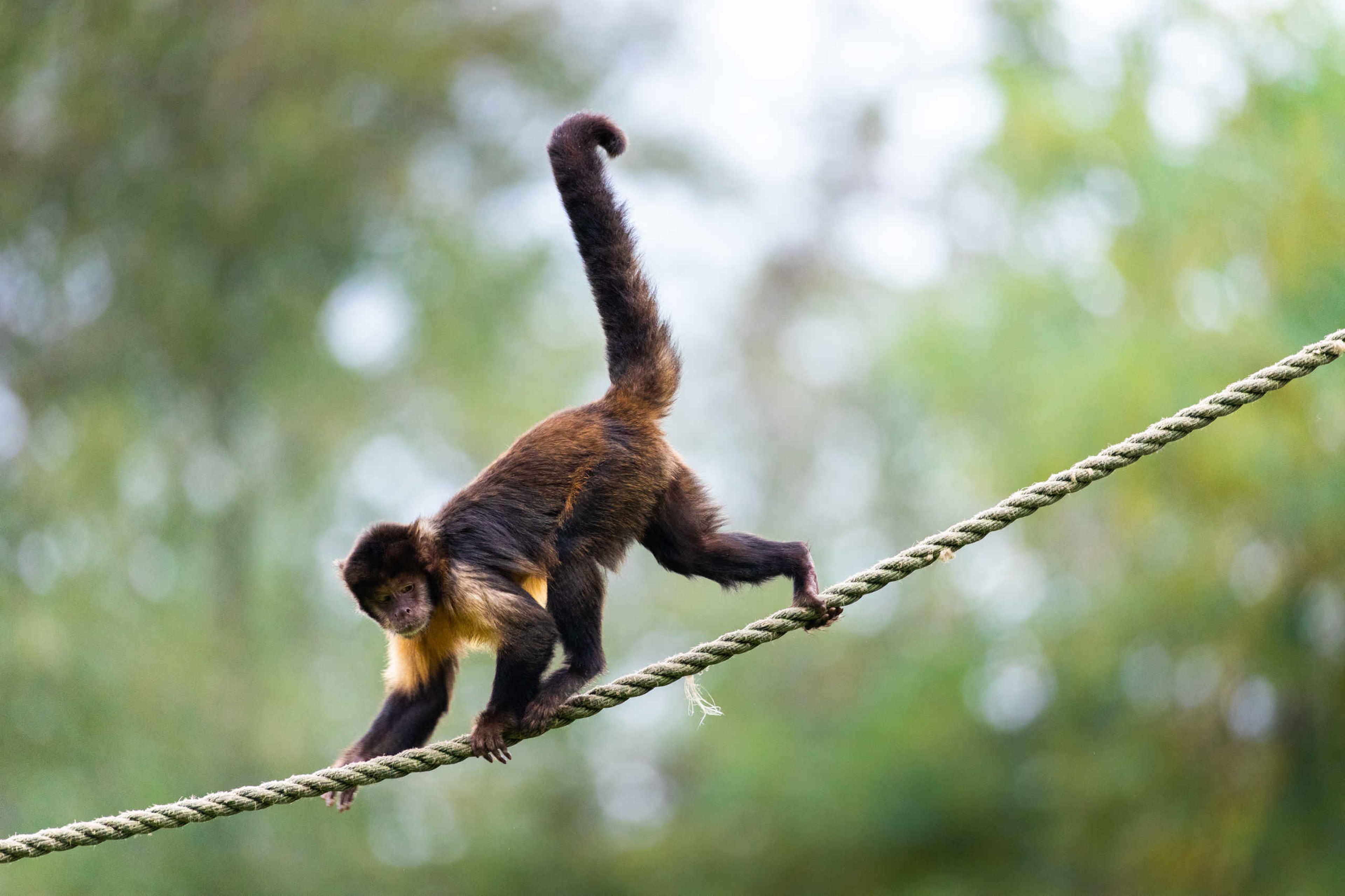 Geelborstkapucijnaap klimt op touw in bomen AquaZoo Leeuwarden