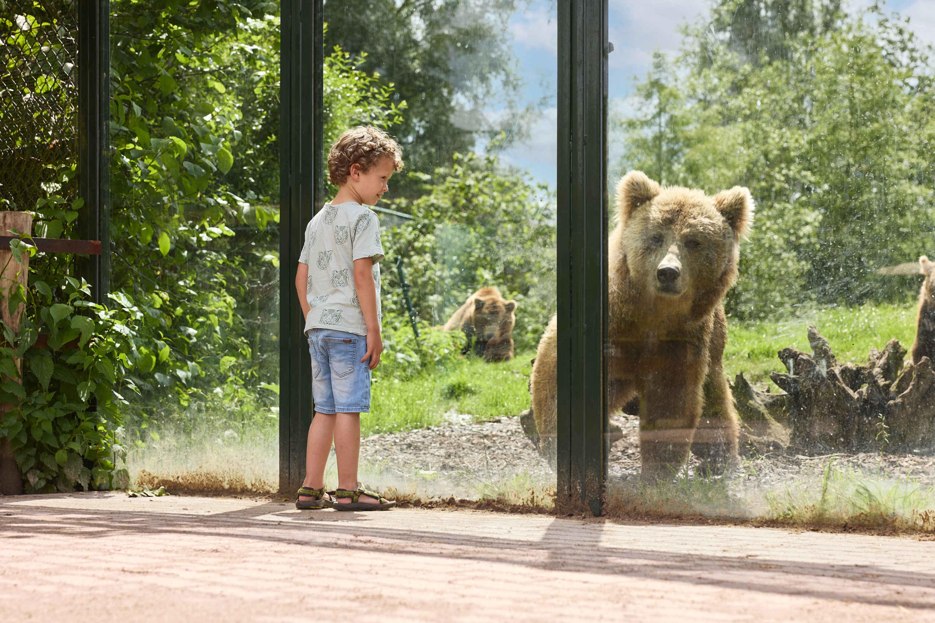 Zomerbeelden bruine beer Eindhoven Zoo