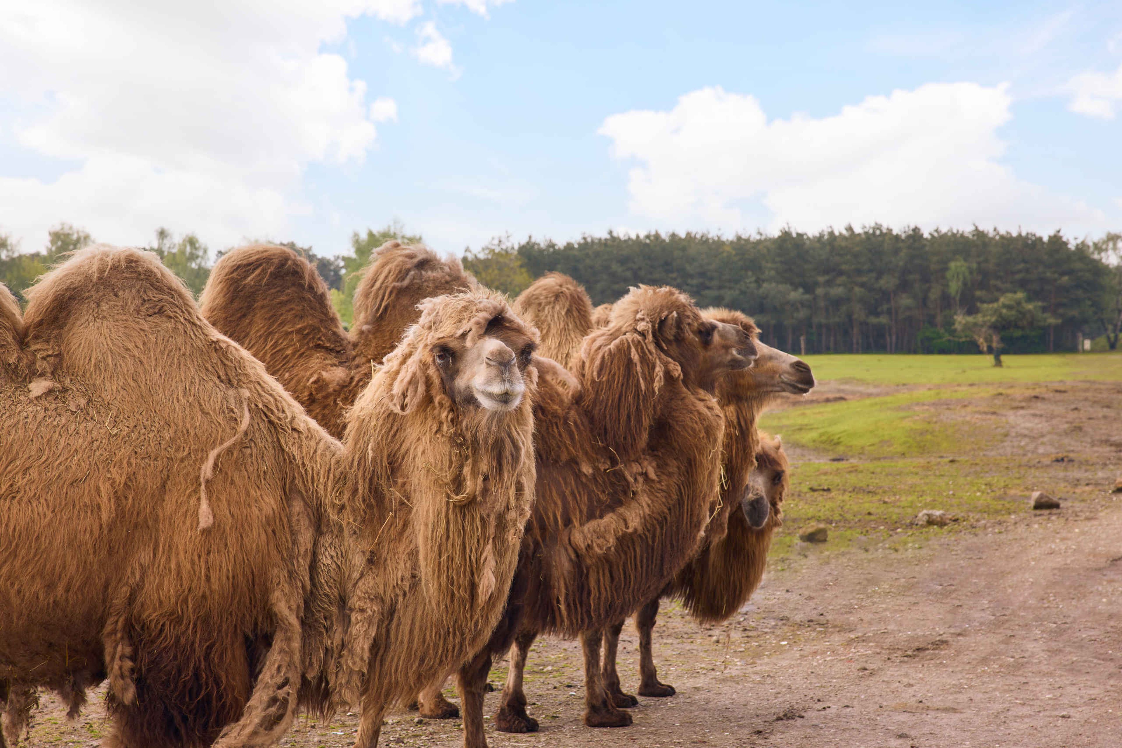 Een groep kamelen dicht bij elkaar langs de autosafari in Safaripark Beekse Bergen