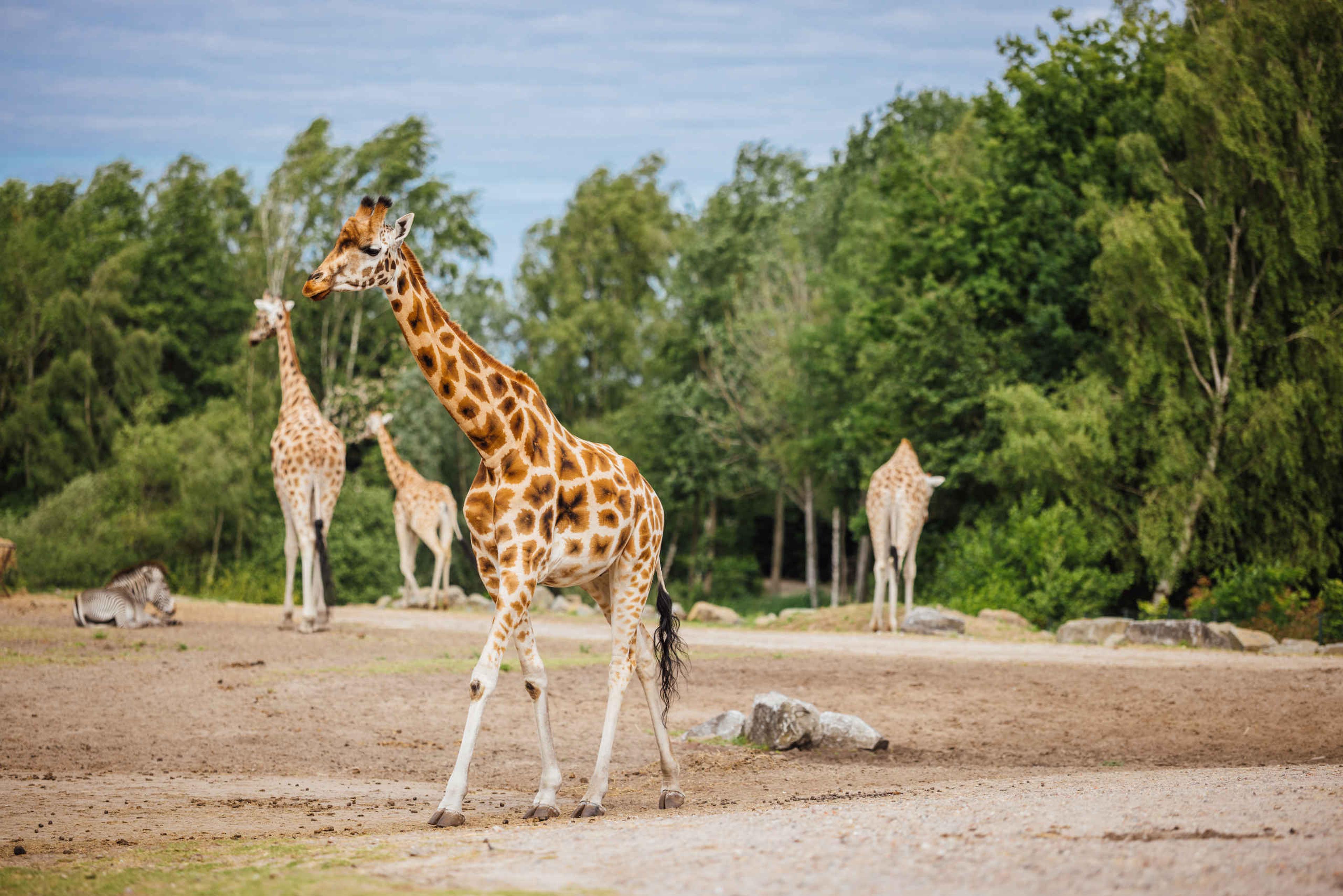 Giraffen op de savanne in Safaripark Beekse Bergen Dierentuintickets NL
