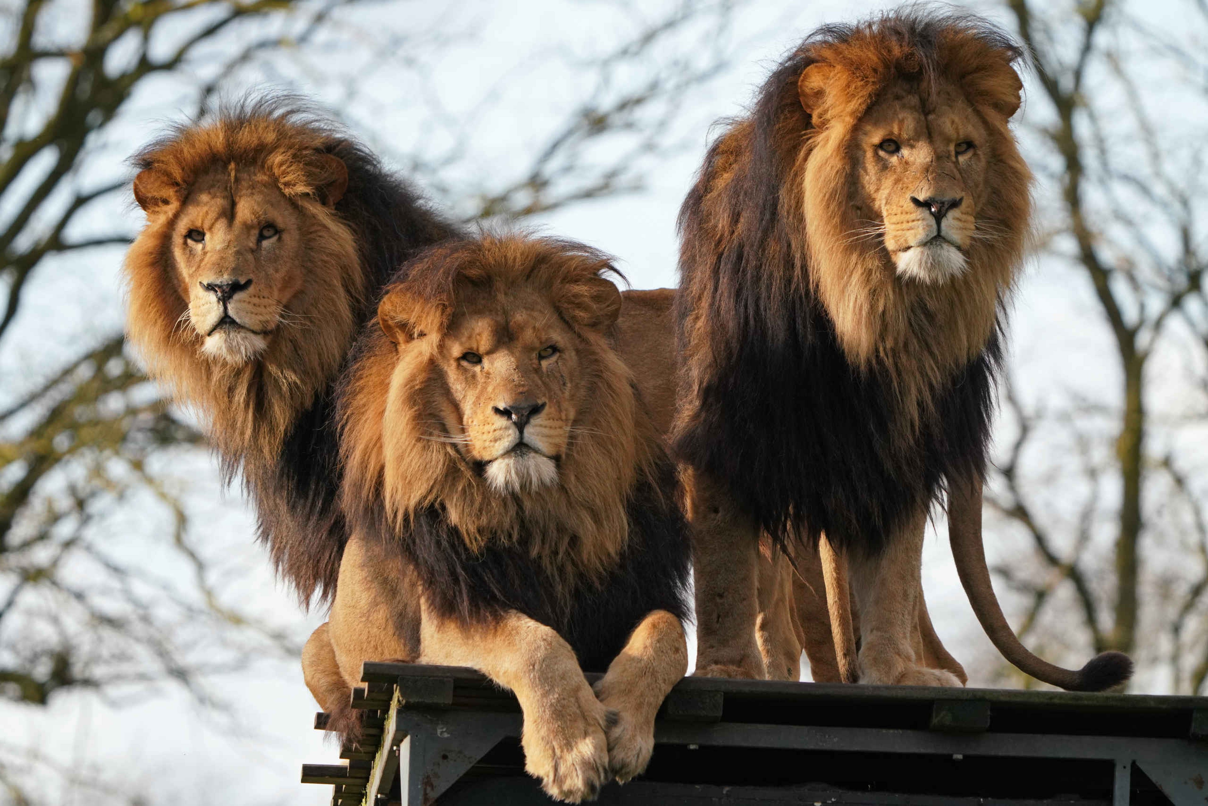 Herfst drie Afrikaanse leeuwen op plateau ZooParc Overloon