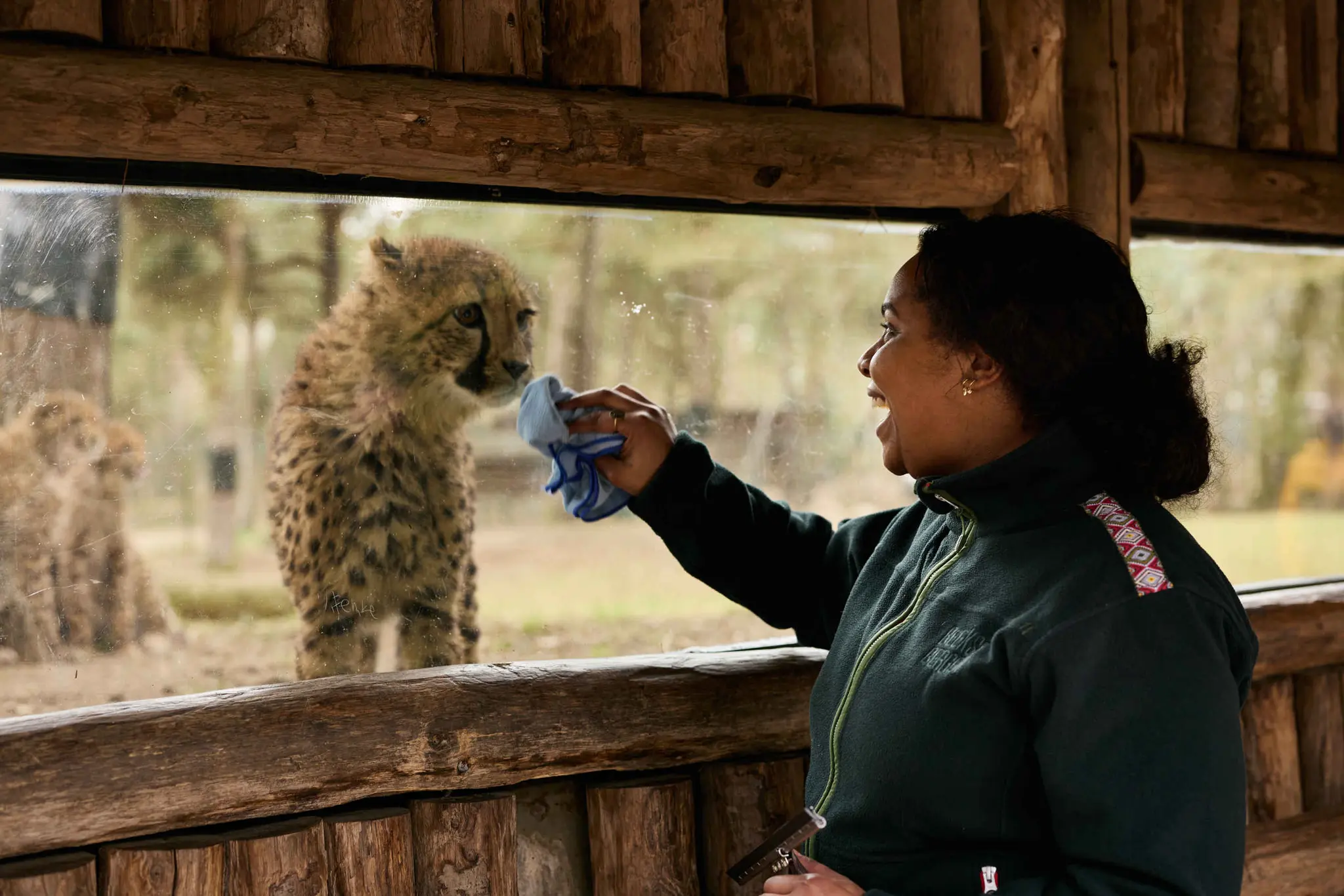 Schoonmaakster bij de cheetas in Safaripark Beekse Bergen