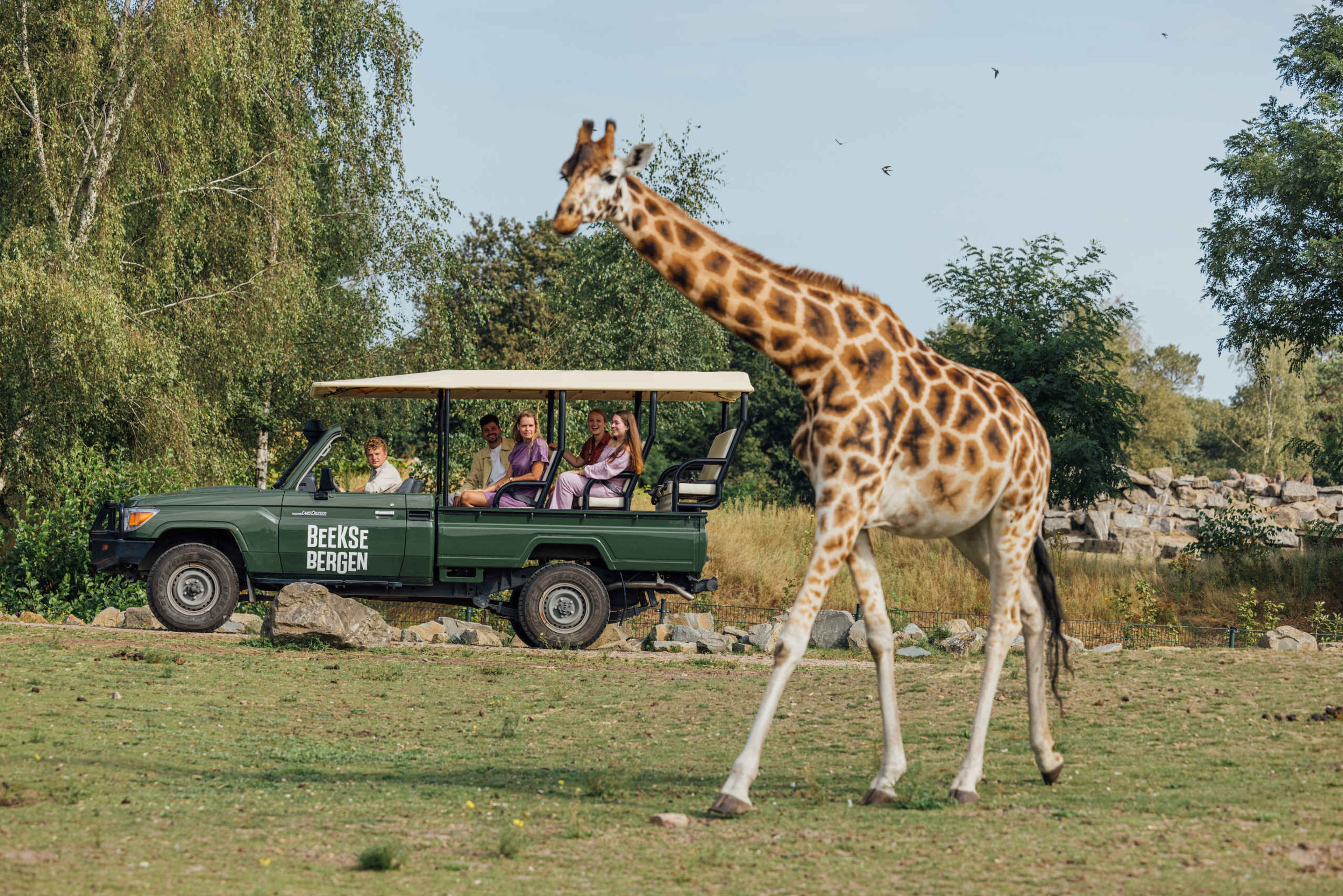 Collega's gaan op gamedrive en kijken op de savanne bij Safaripark Beekse Bergen naar een giraf, wat je kunt reserveren als je overnacht bij Safari Hotel Beekse Bergen.