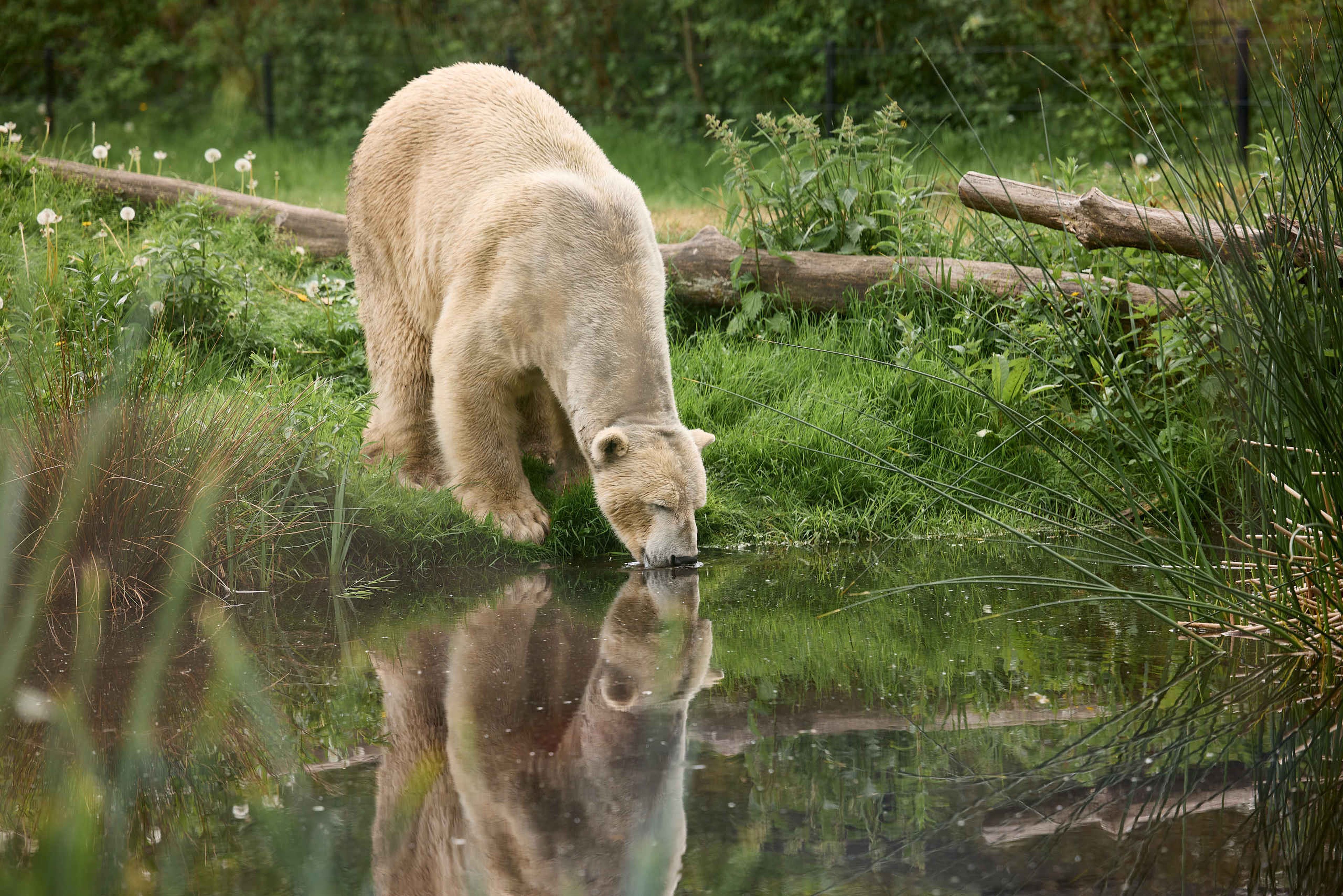 IJsbeer drinkt uit water AquaZoo Leeuwarden