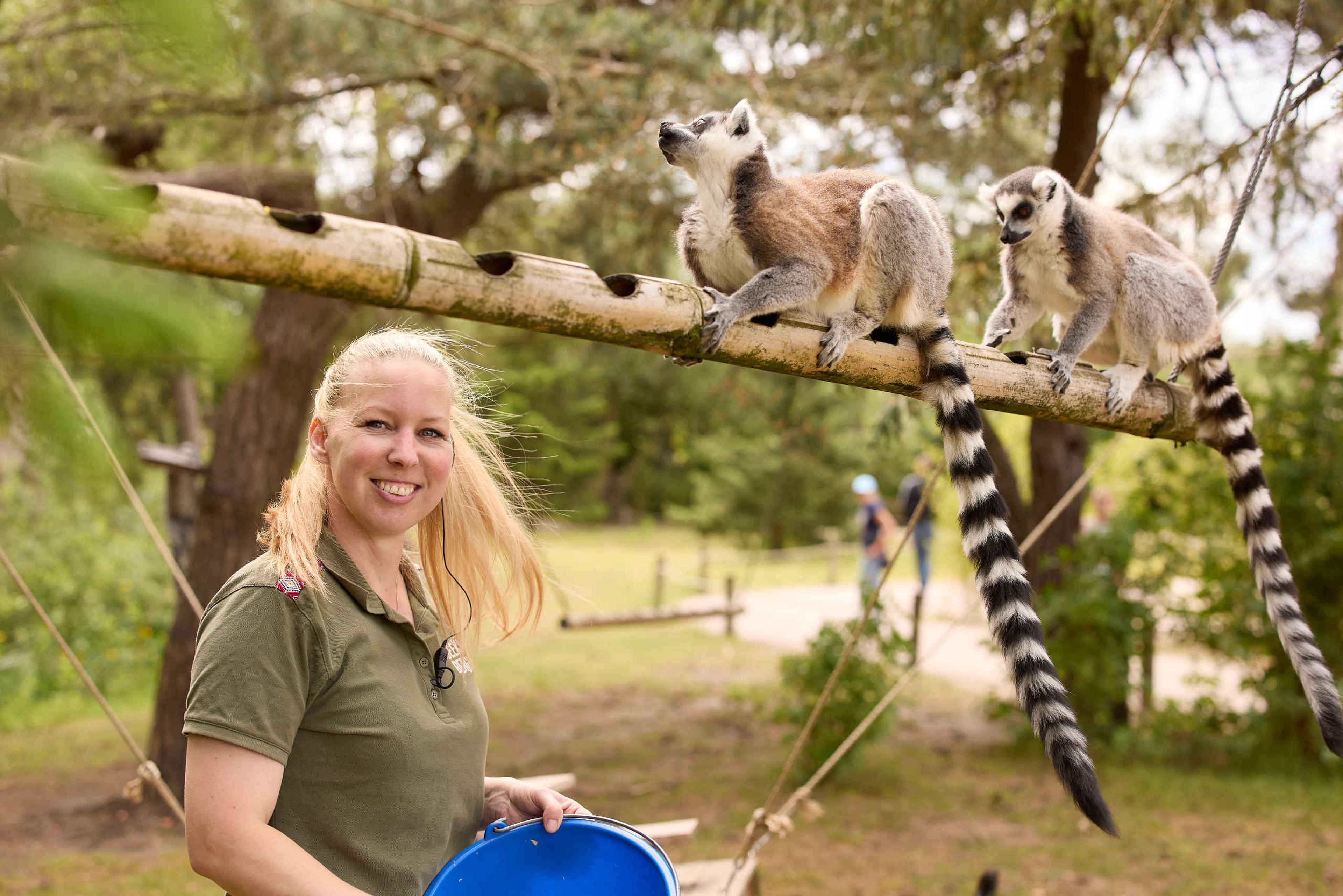Vrouwelijke medewerker bij de ringstaartmaki's op een tak in Edge of Africa Safaripark Beekse Bergen