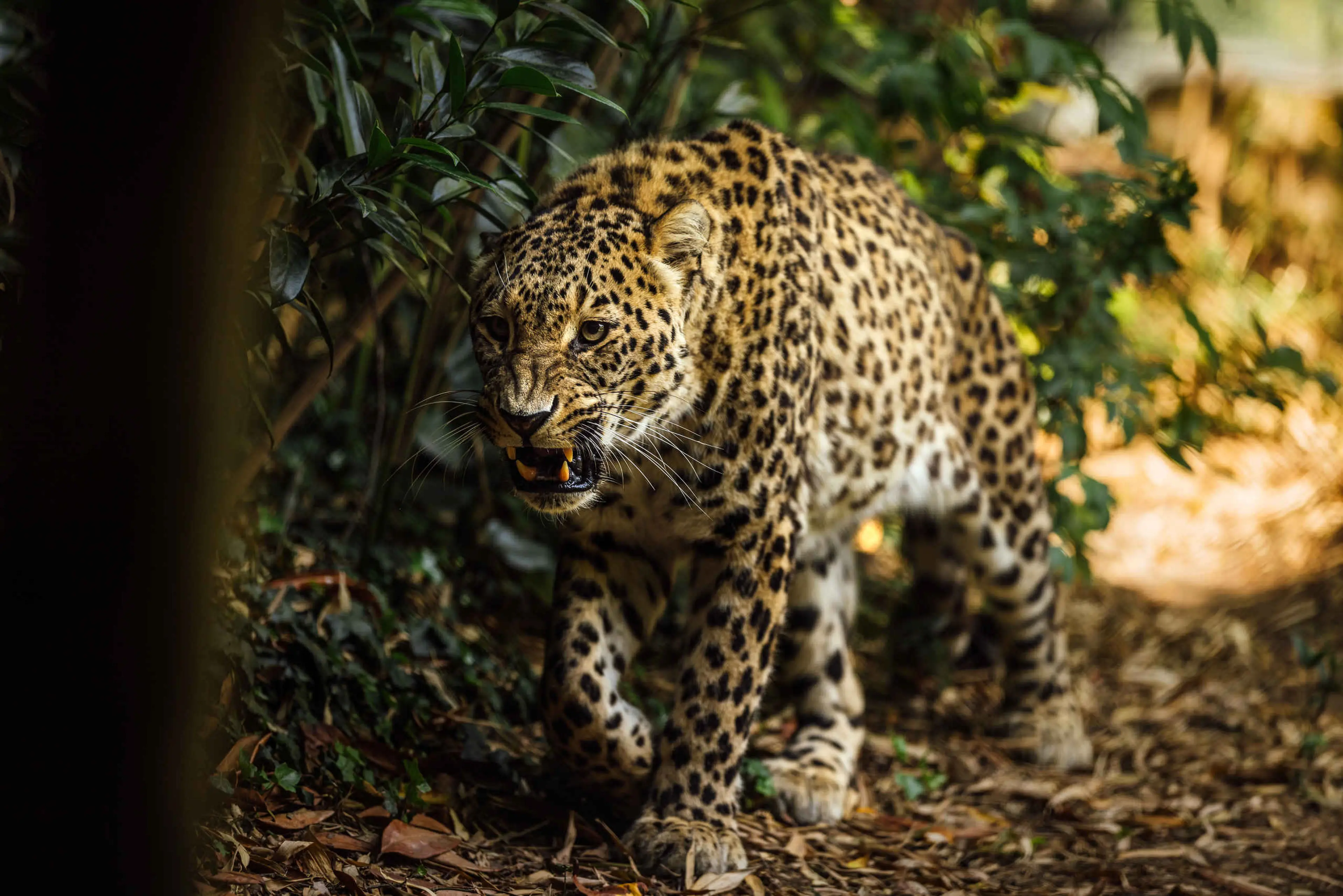 Zomer luipaard tussen de bomen in Safaripark Beekse Bergen