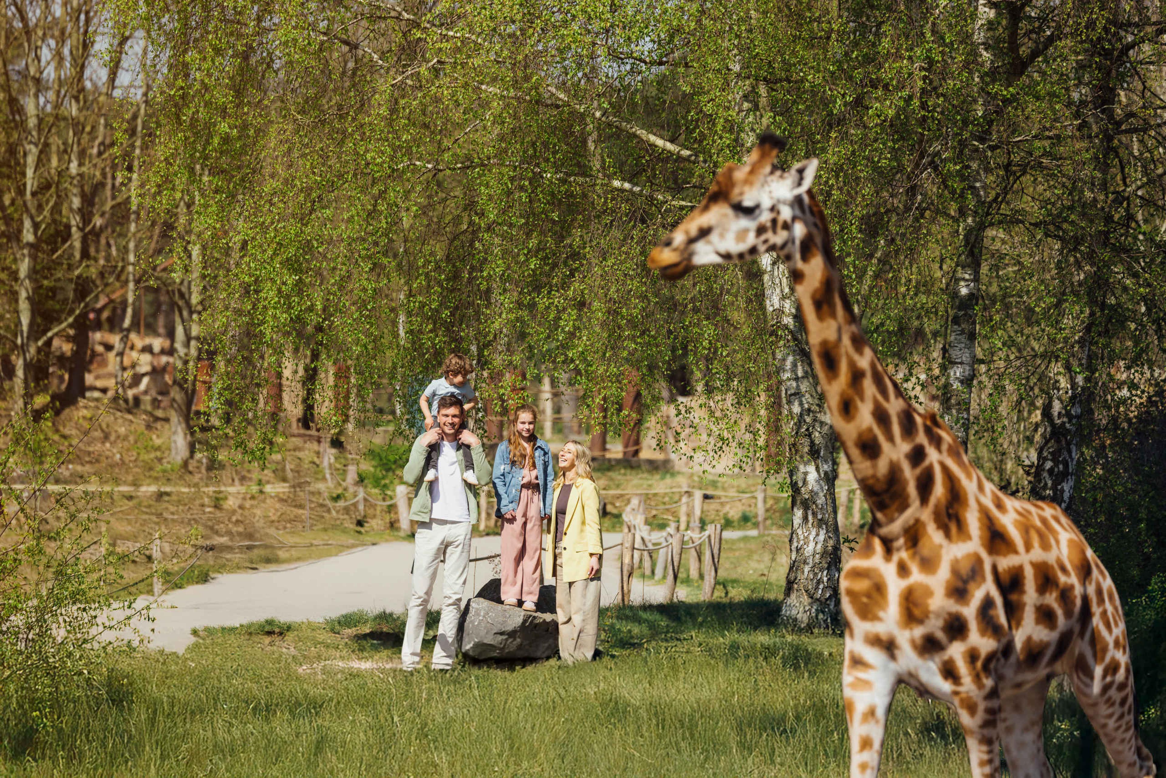 Een gezin op wandelsafari kijkend naar een giraf in Safaripark Beekse Bergen