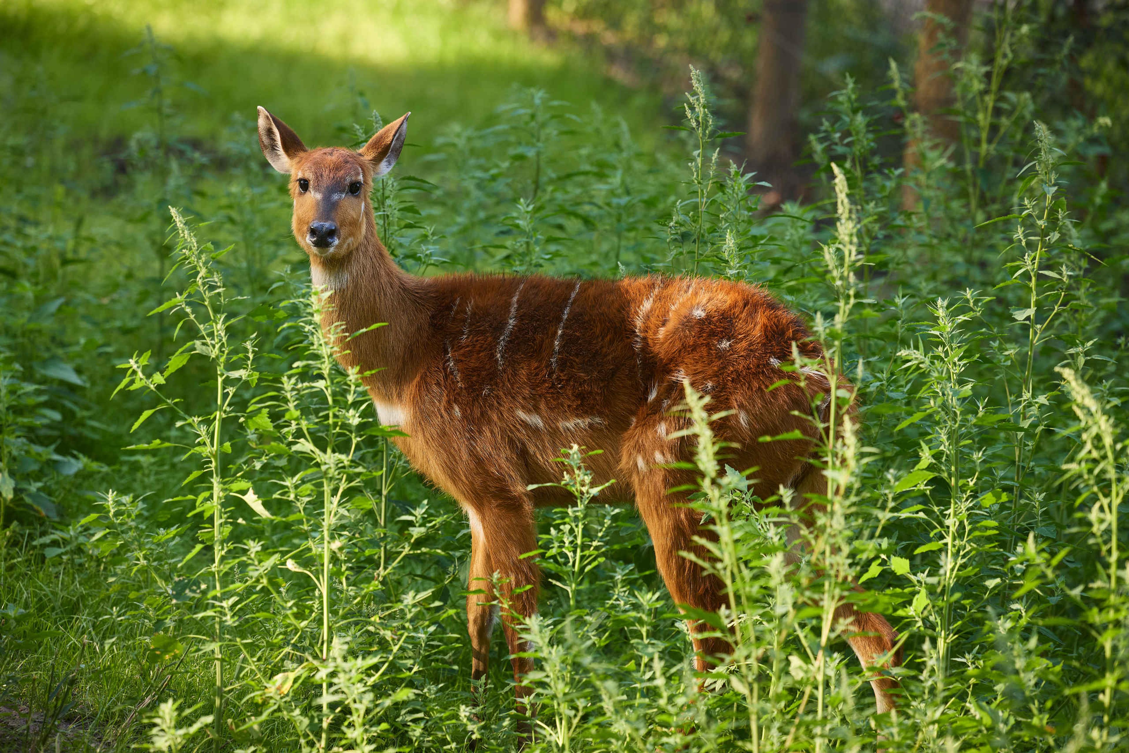 Een sitatoenga in ZooParc Overloon