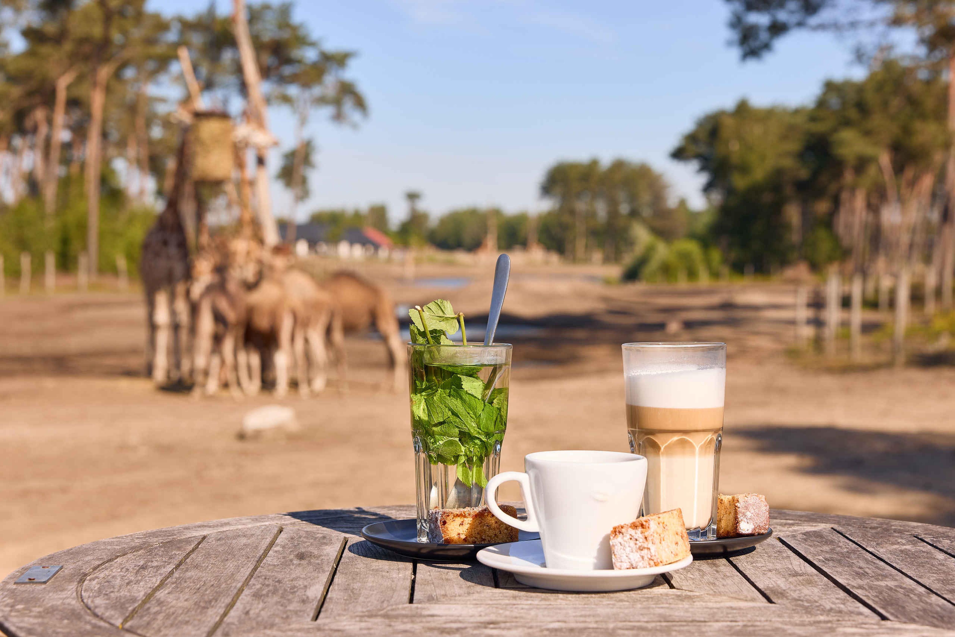 Koffie en thee op het terras bij de savanne op Safaripark Beekse Bergen.
