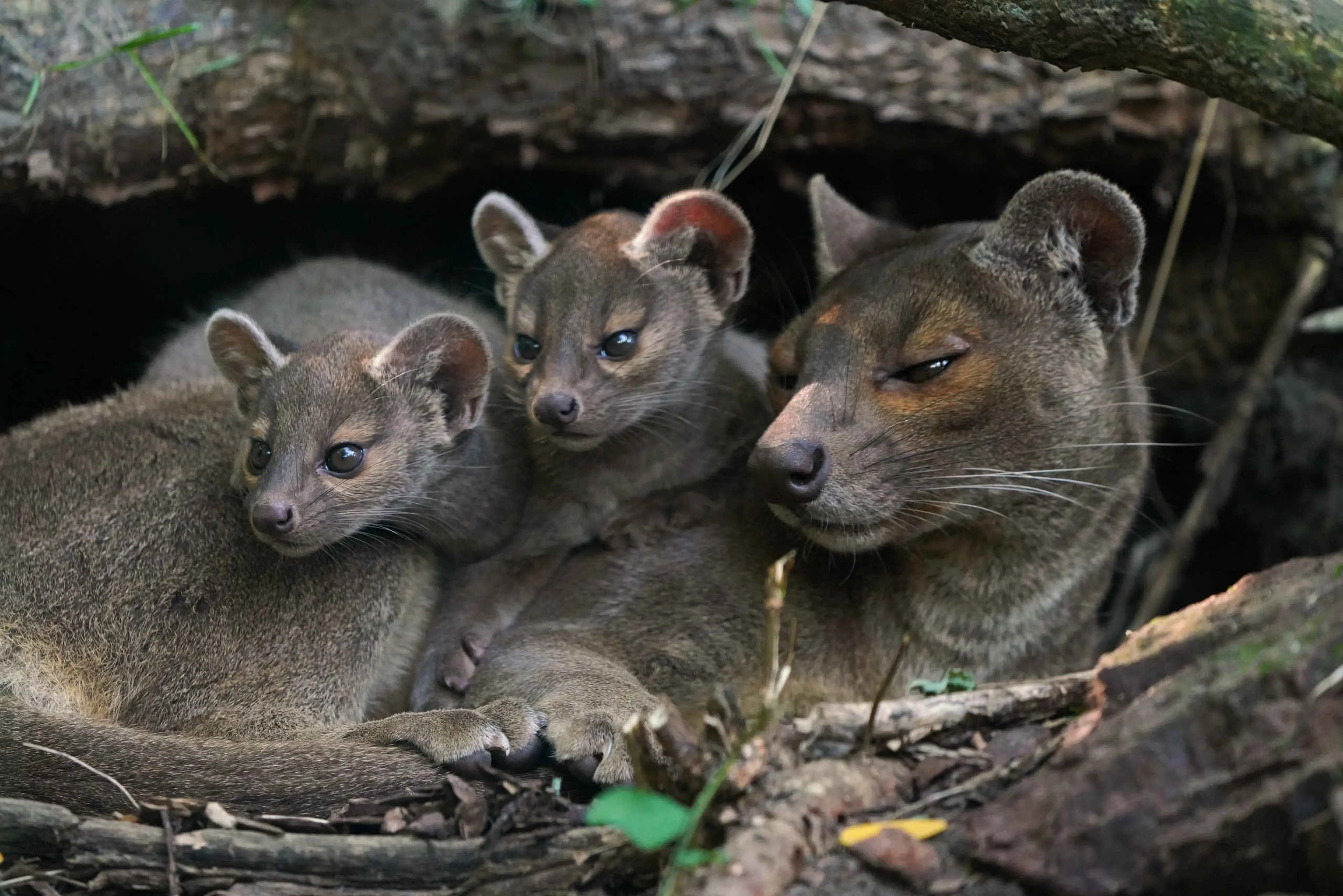 Een fossa en haar jongen liggen samen op de grond bij ZooParc overloon.