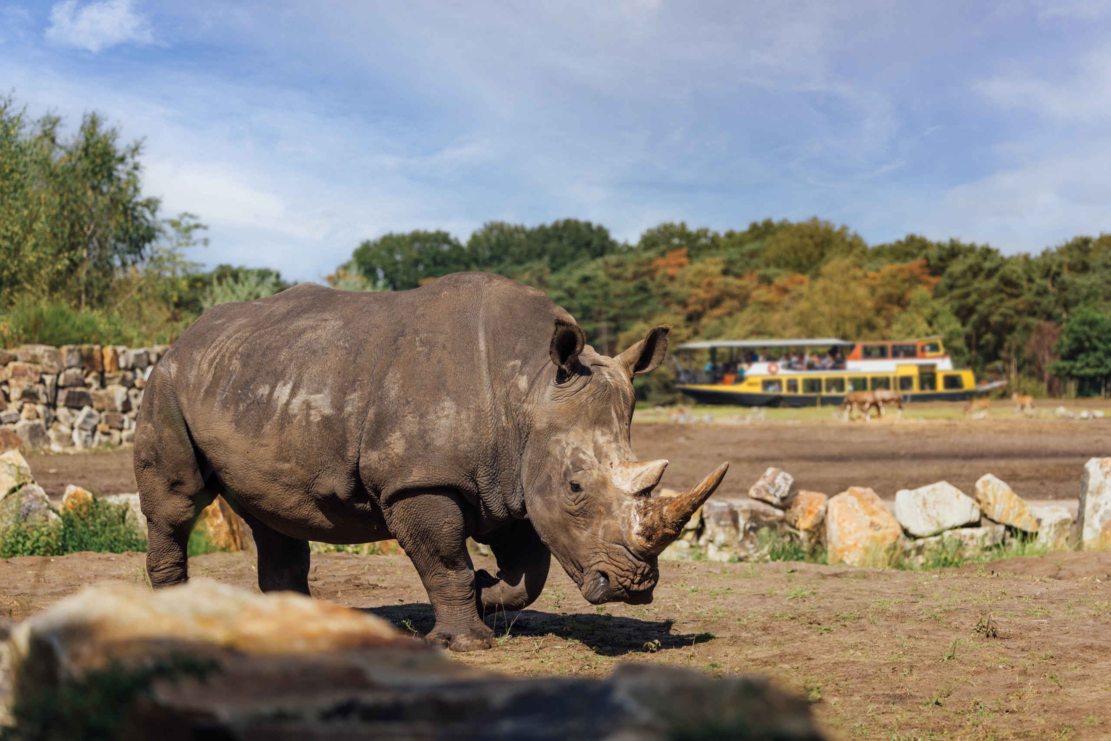 Breedlipneushoorn op neushoornvlakte bij bootsafari in Safaripark Beekse Bergen