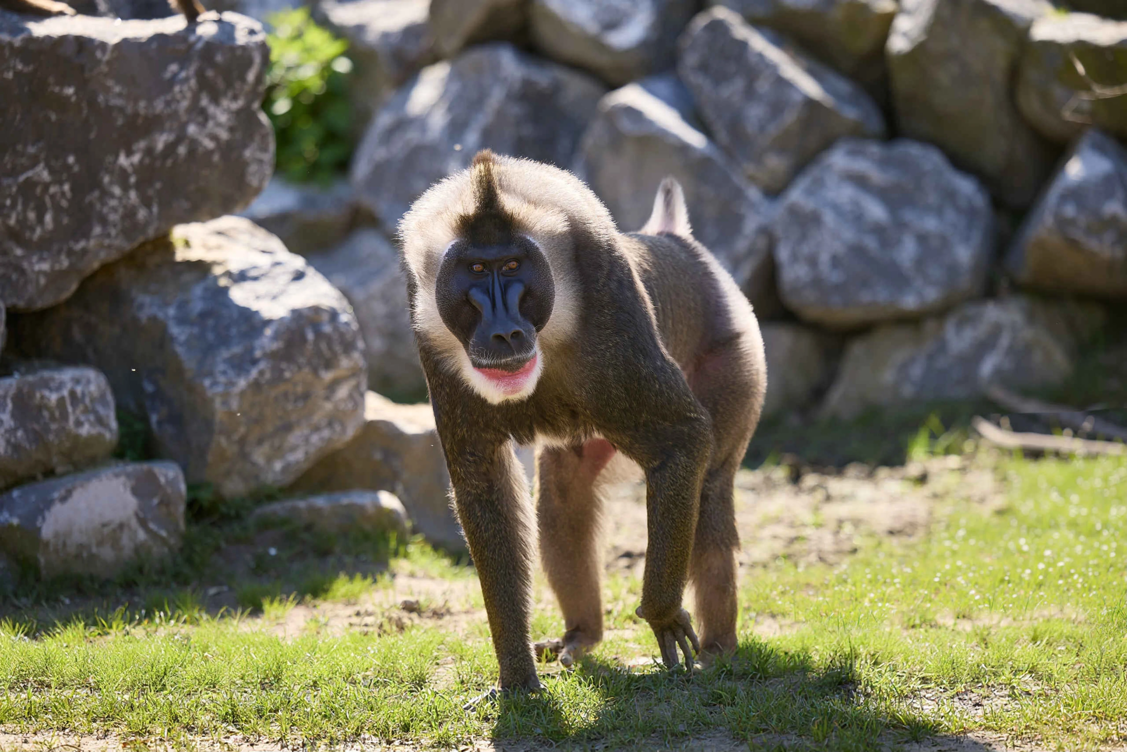 Een dril in expeditiegebied Ngyuwe in ZooParc Overloon