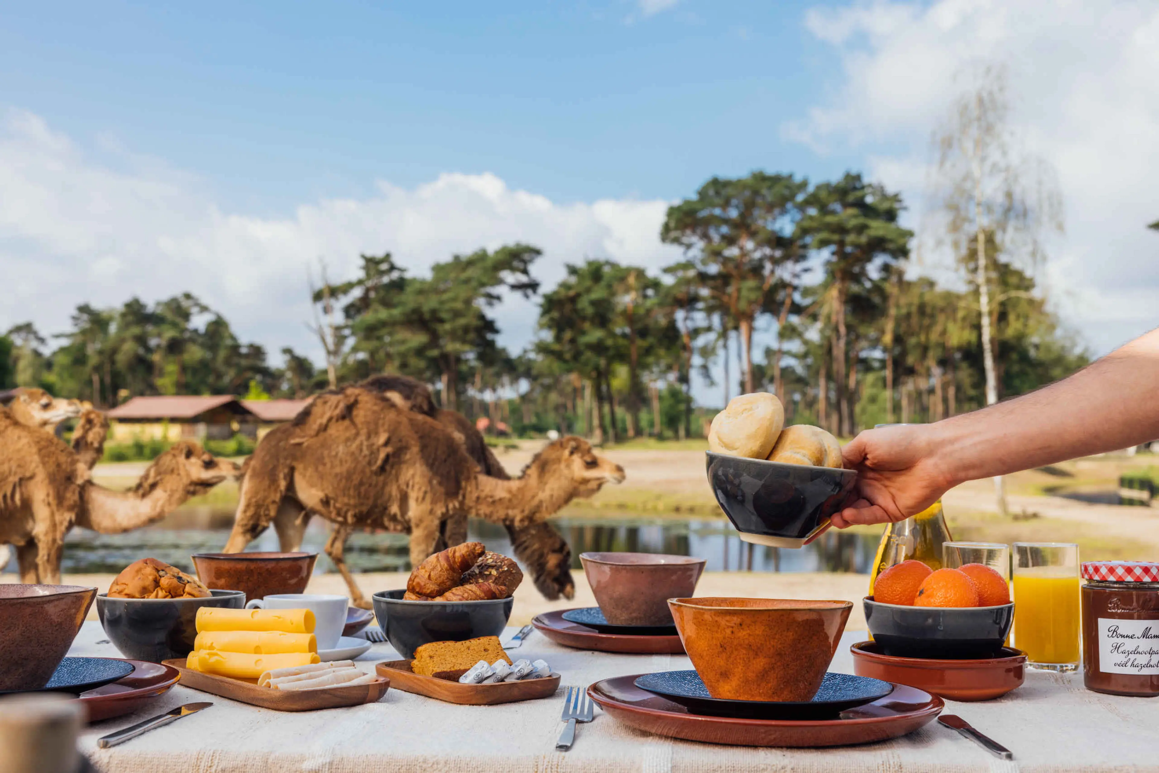 Ontbijt op het terras bij dromedaris op Safari Resort Beekse Bergen
