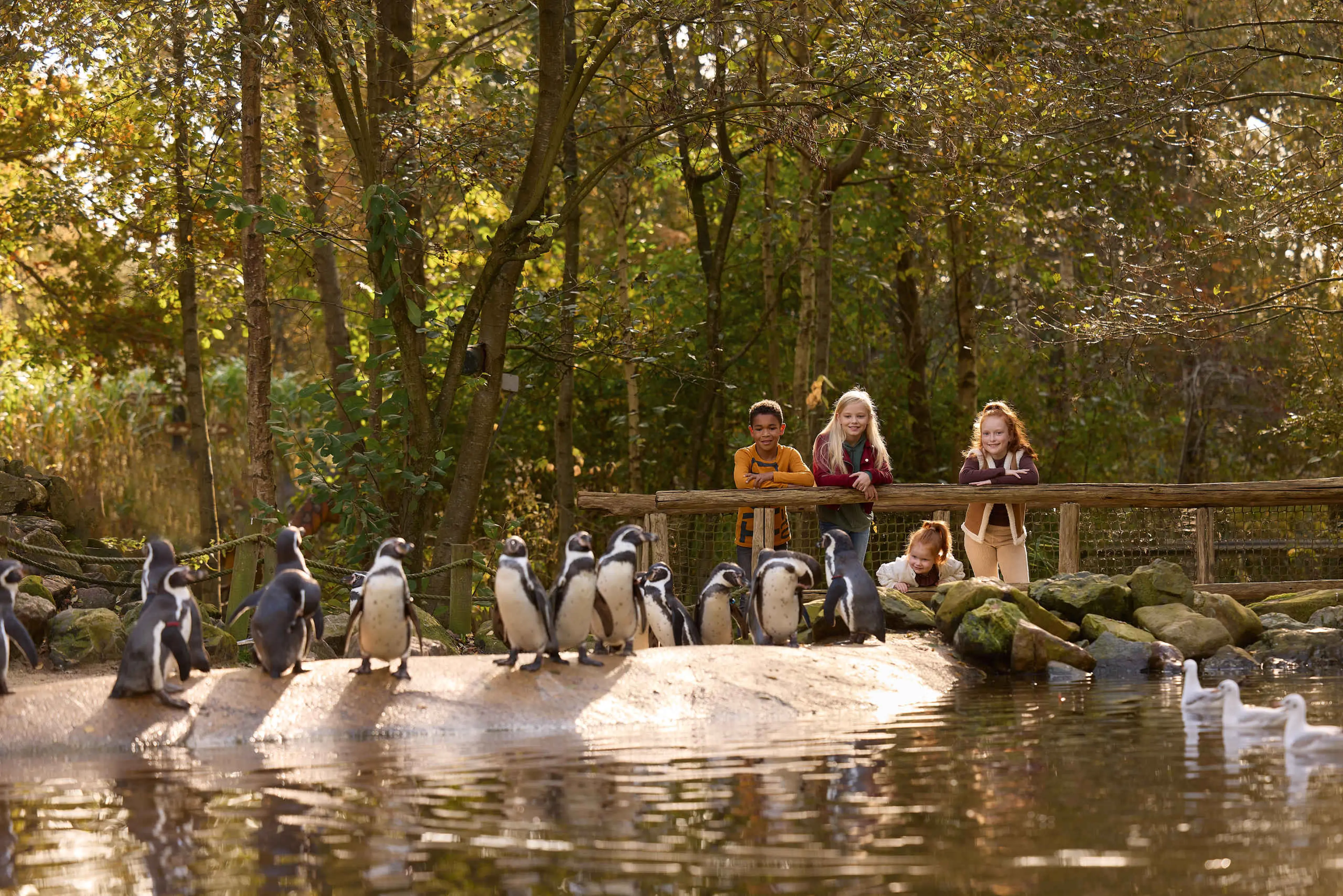 Kinderen bij Humboldt pinguïns in AquaZoo Leeuwarden Dierentuintickets NL