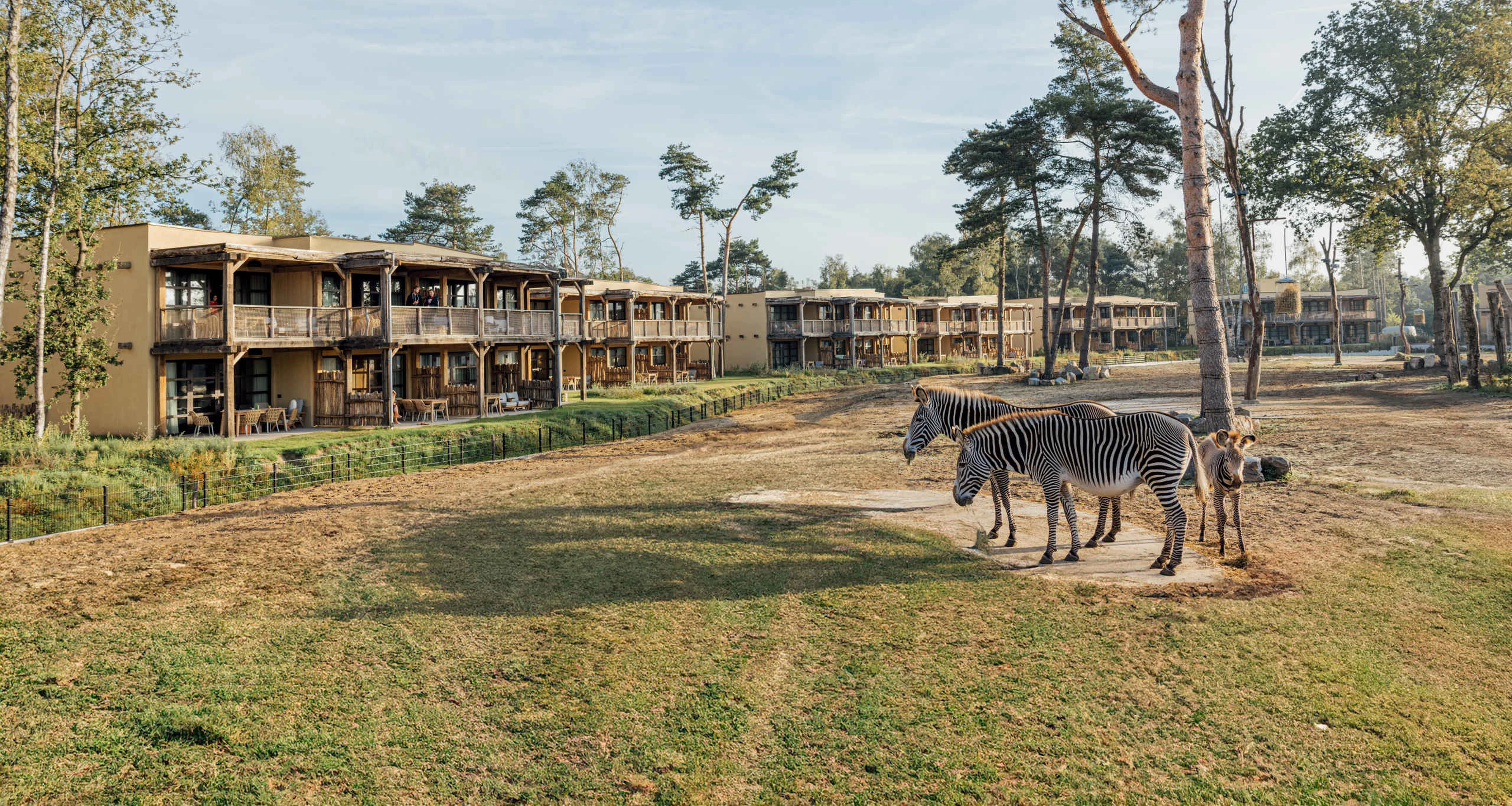 Zebra op savanne van Safari Hotel Beekse Bergen