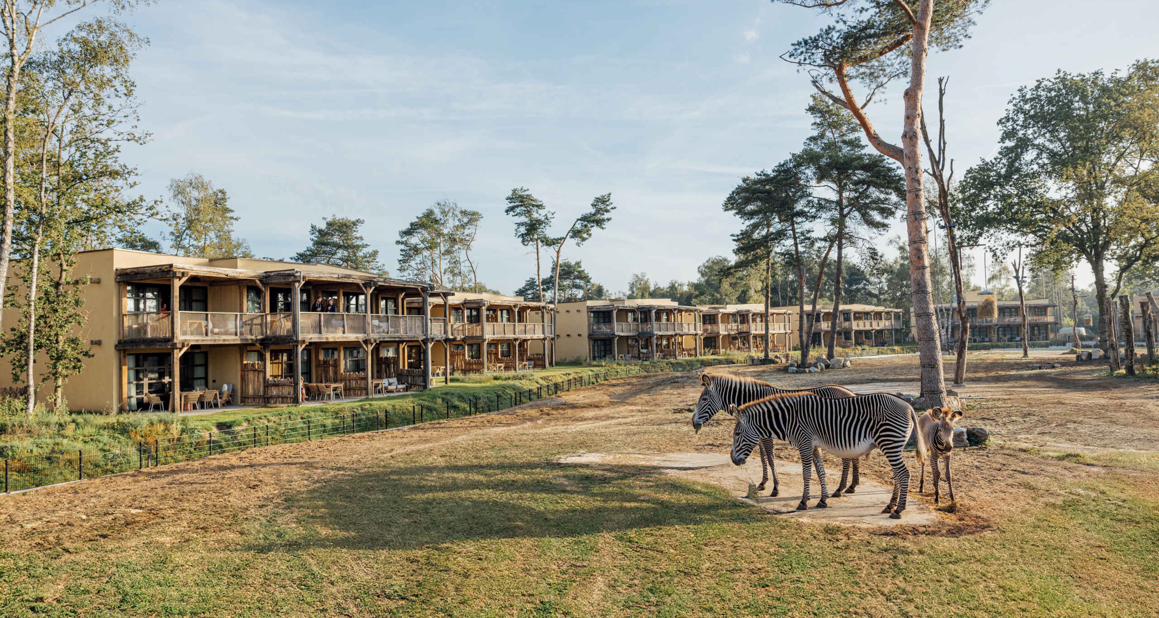 Zebra op savanne van Safari Hotel Beekse Bergen