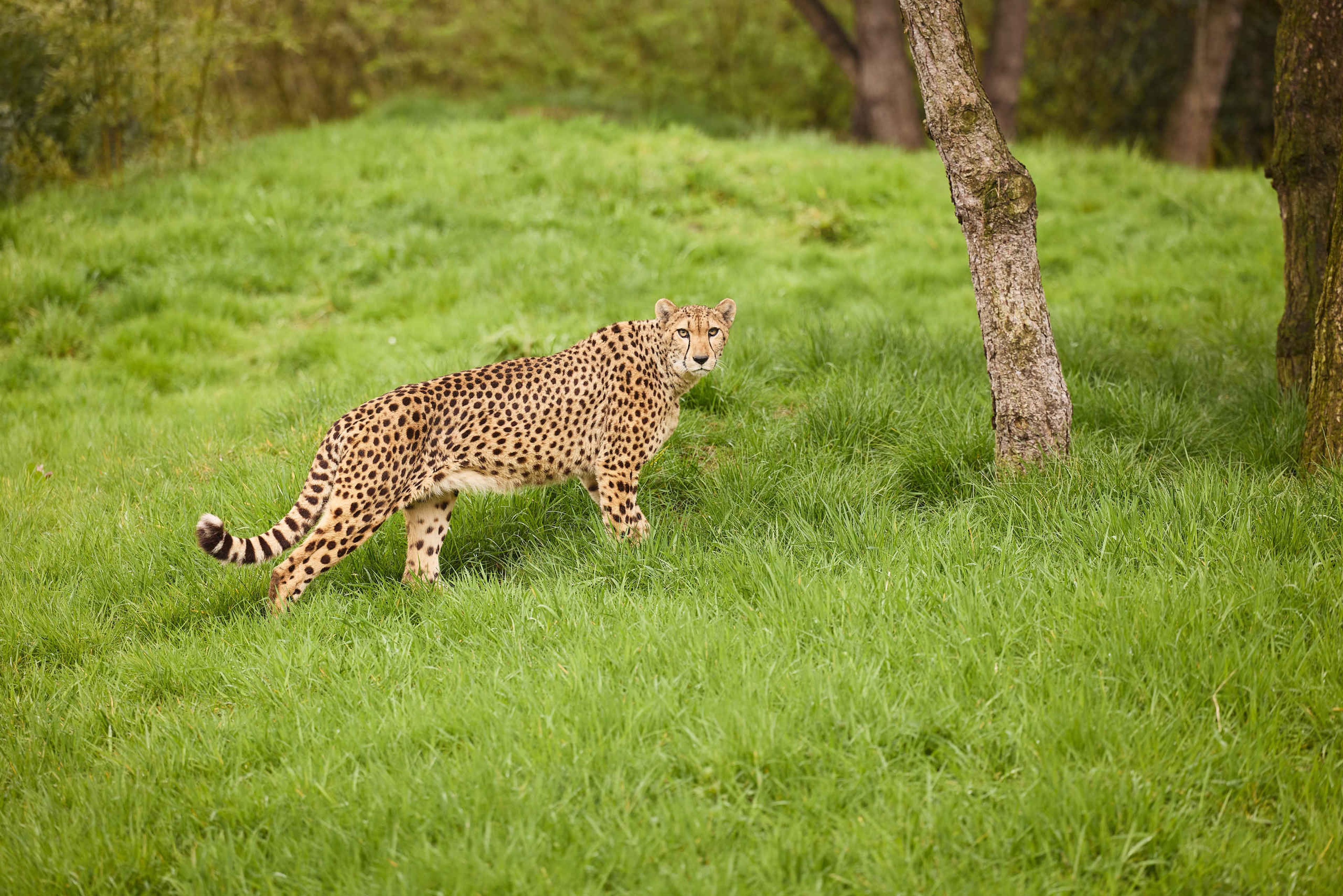 Jachtluipaard cheetah in gras ZooParc Overloon