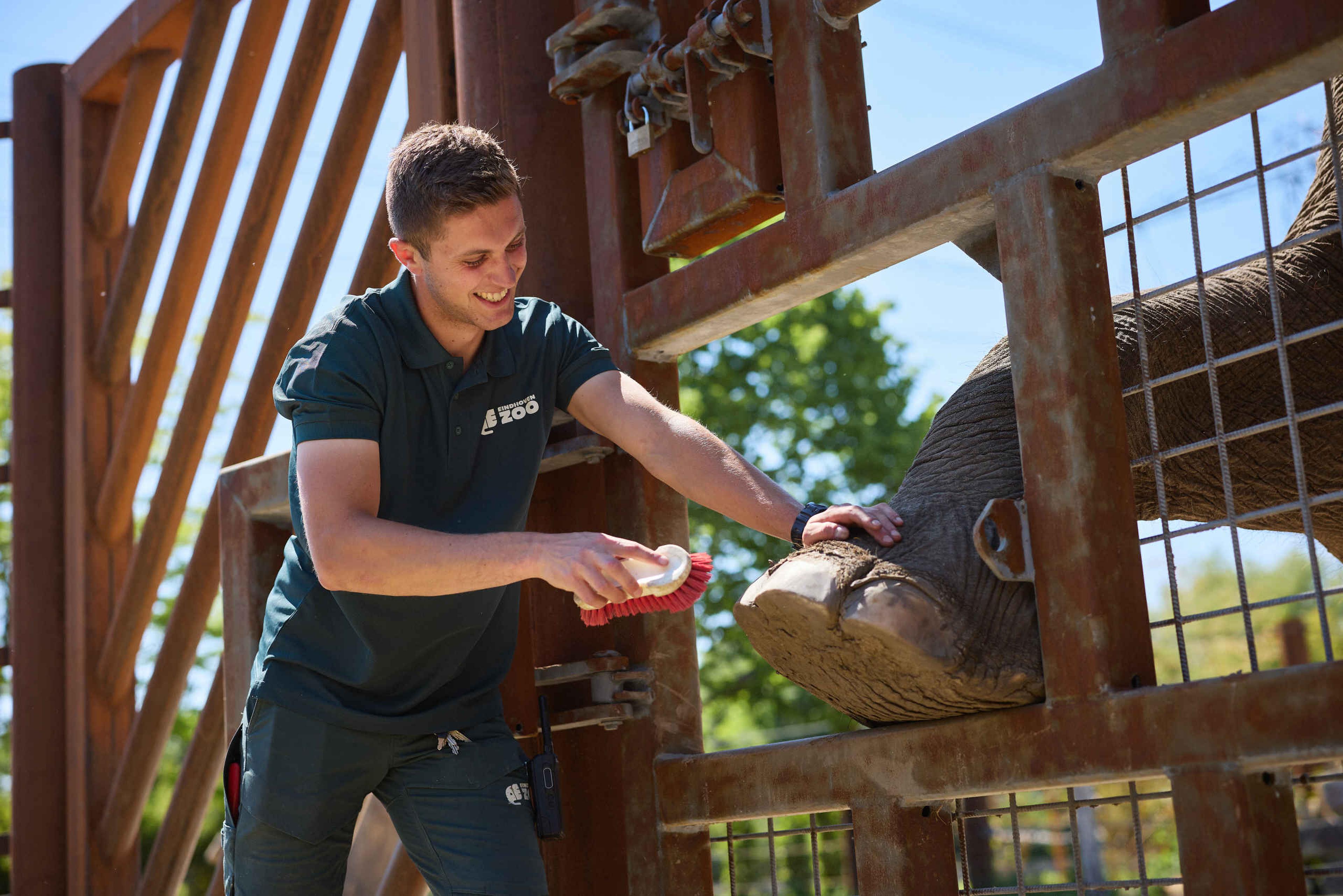 Een dierenverzorger borstelt de poot van een olifant in Eindhoven Zoo