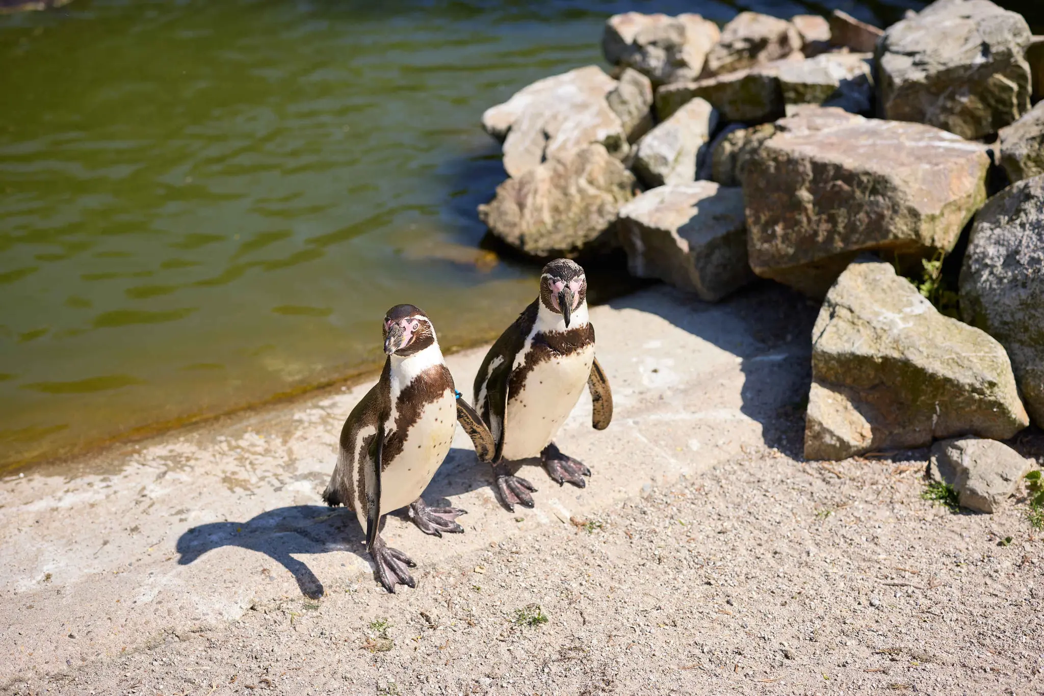 Twee humboldtpinguins bij Eindhoven Zoo.