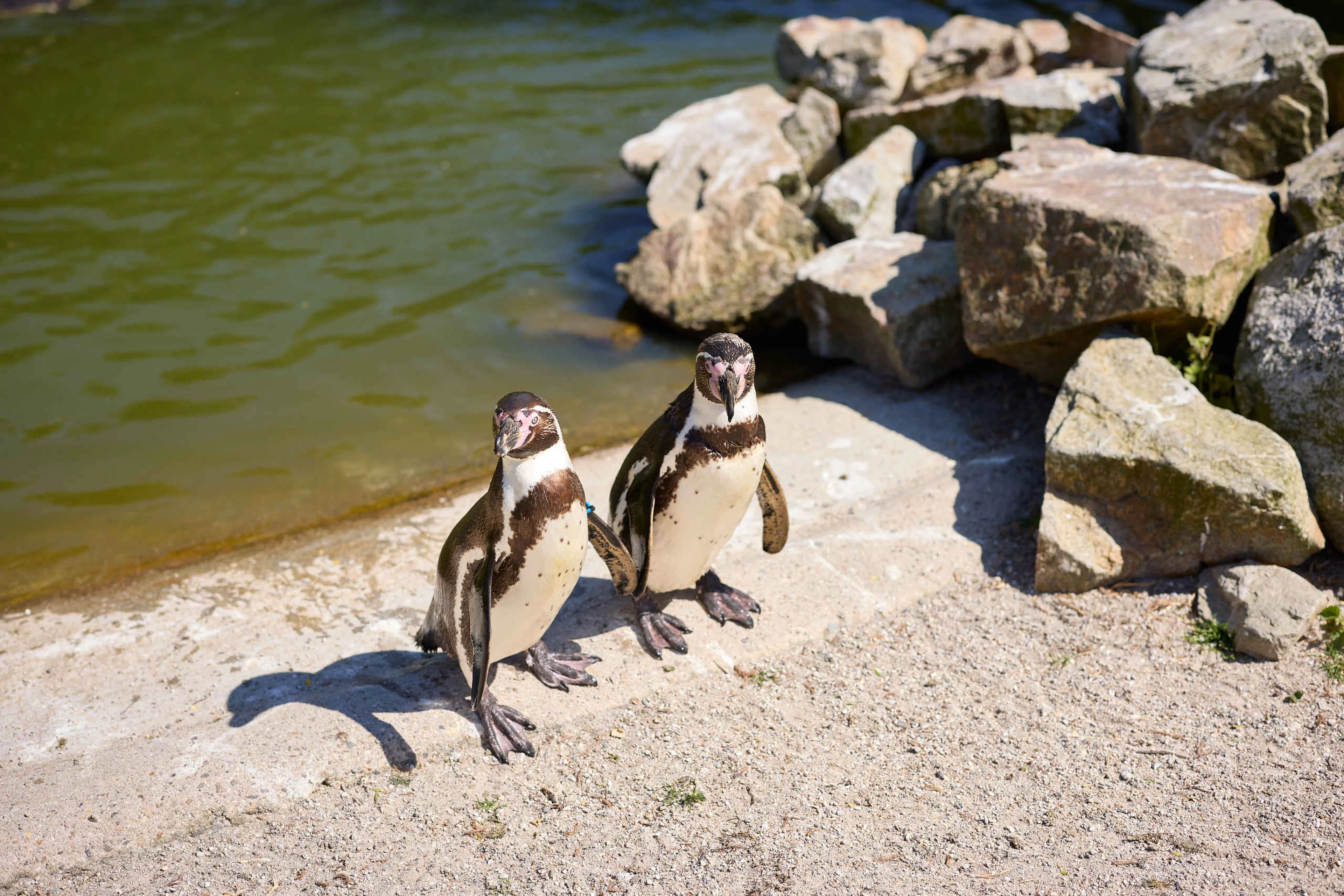 Twee humboldtpinguins bij Eindhoven Zoo.