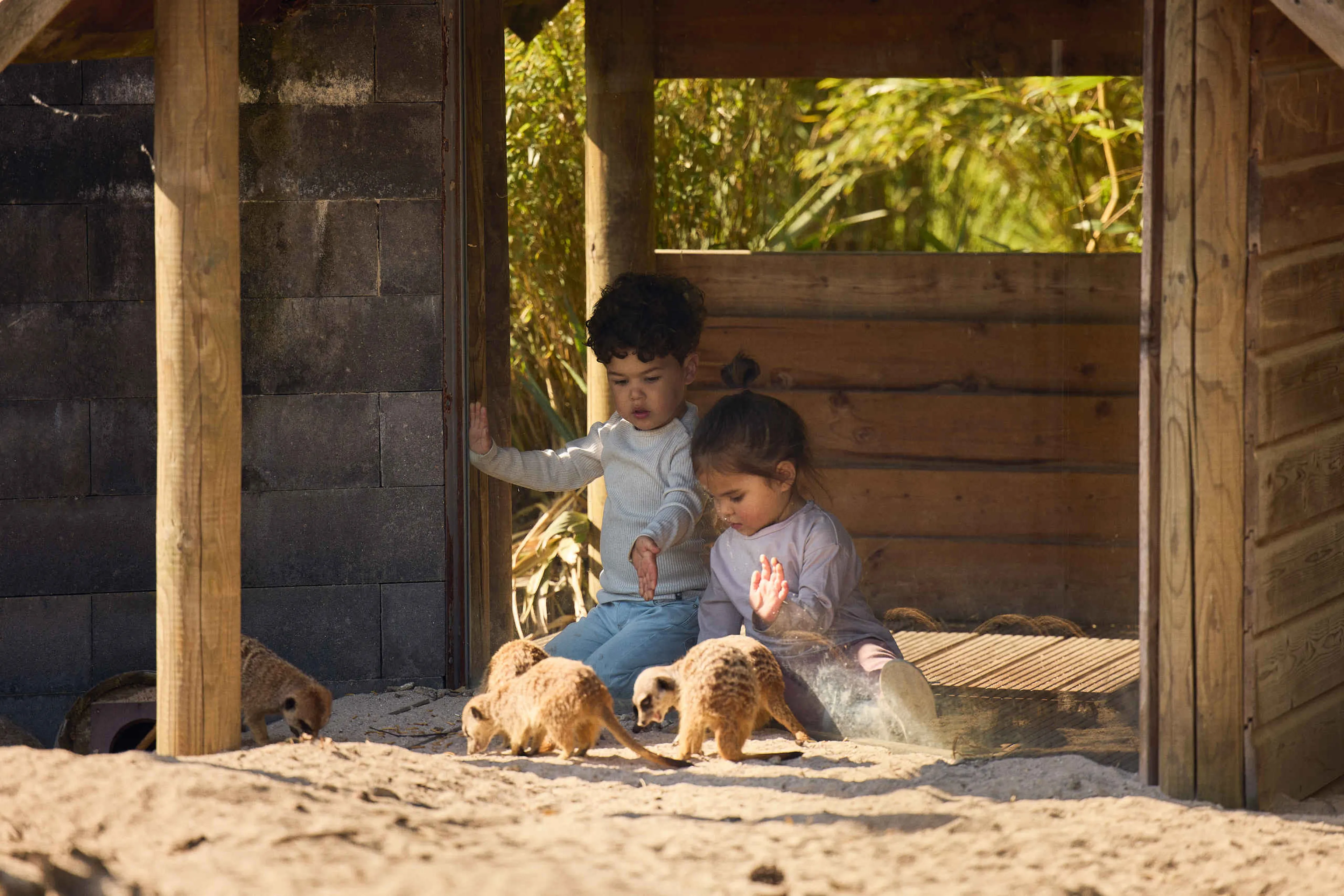 Twee kinderen kijken bij de stokstaartjes bij Eindhoven Zoo.