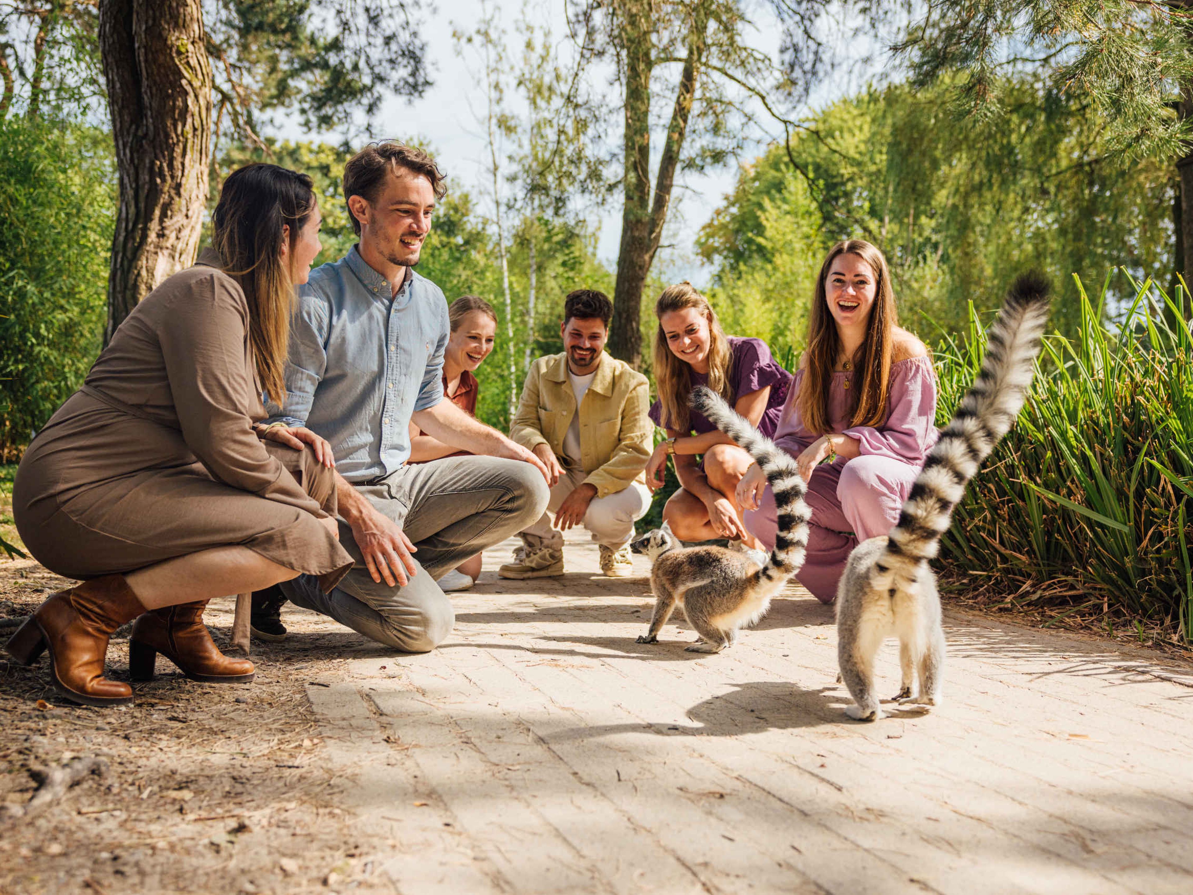 Meeting & Events ringstaartmaki's een bedrijfsuitje of groep vrienden in Safaripark Beekse Bergen