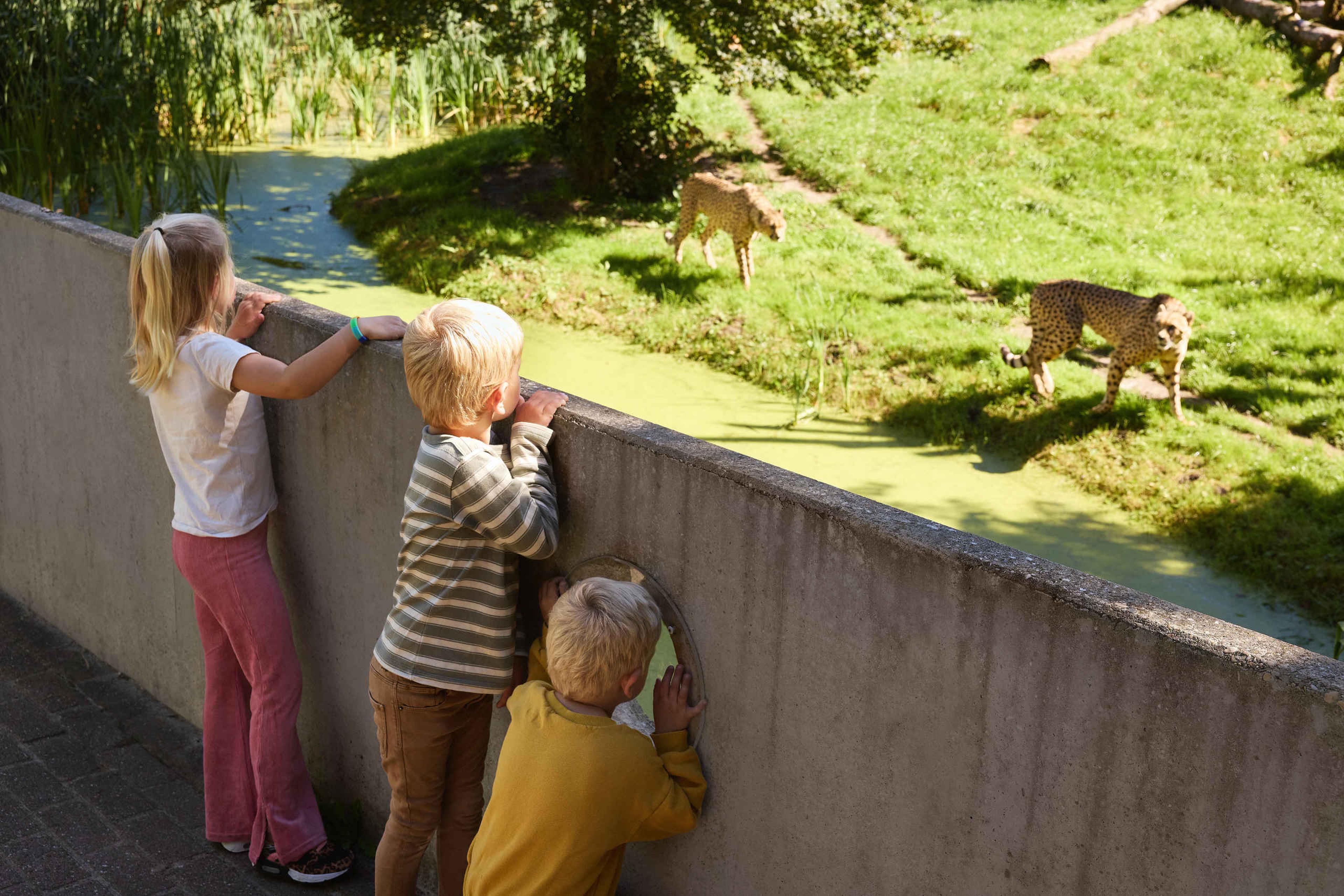 Drie kinderen kijken naar de zuidelijke cheeta's bij Eindhoven Zoo.
