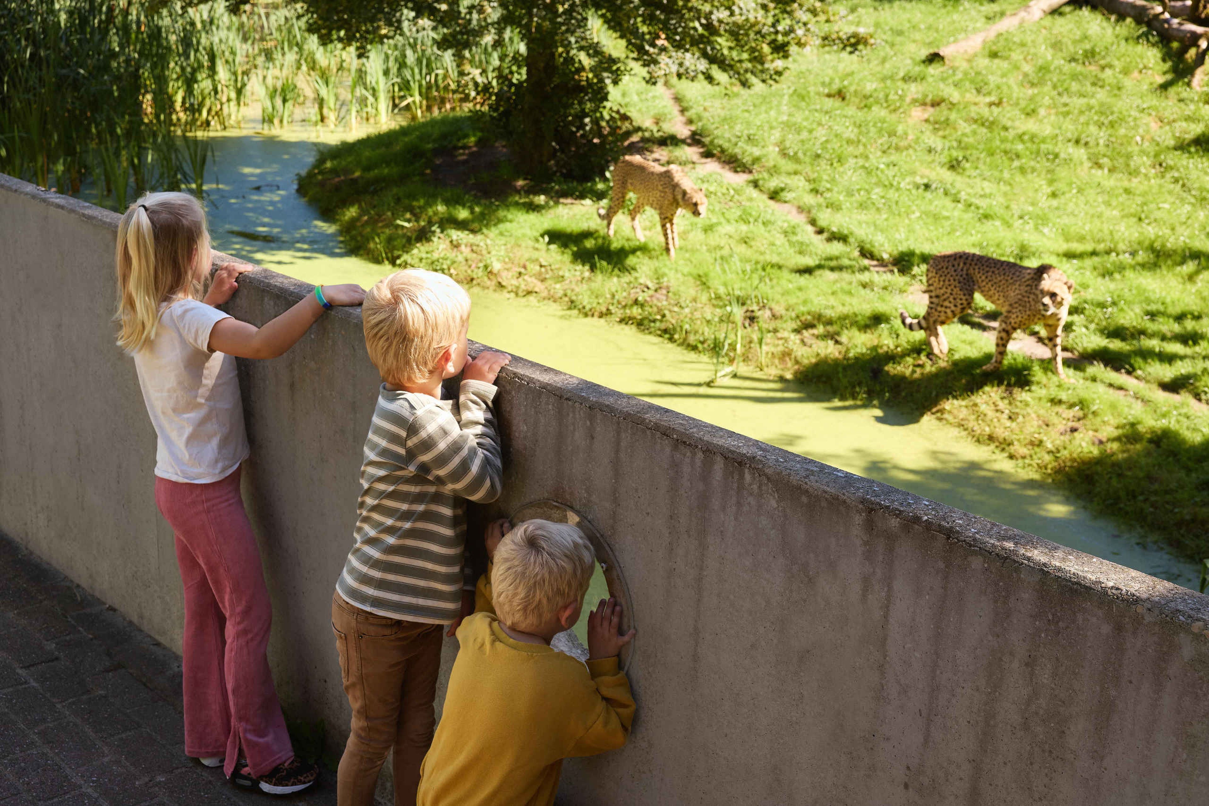 Drie kinderen kijken naar de zuidelijke cheeta's bij Eindhoven Zoo.