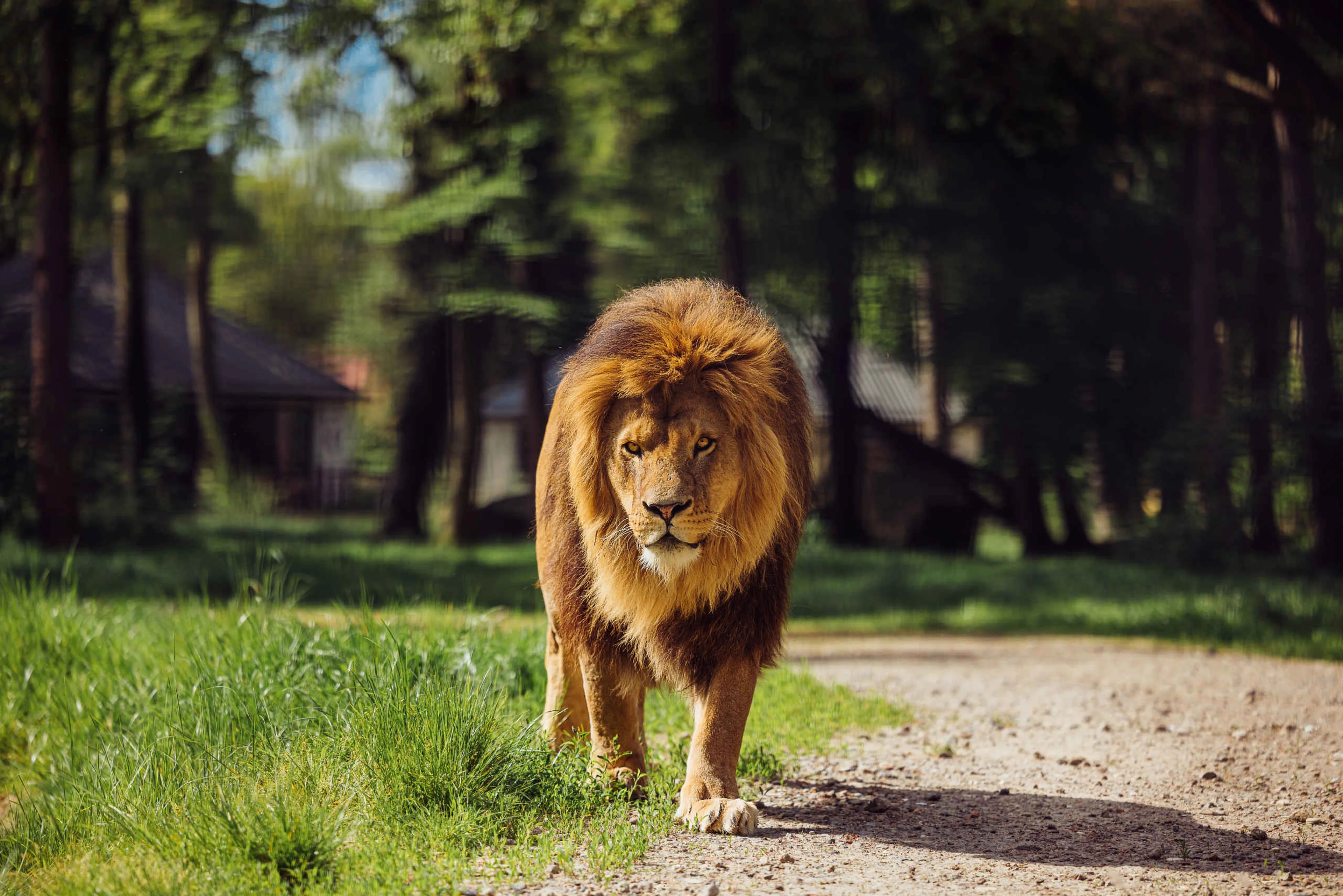 Een leeuw loopt over de savanne bij Safari Resort Beekse Bergen