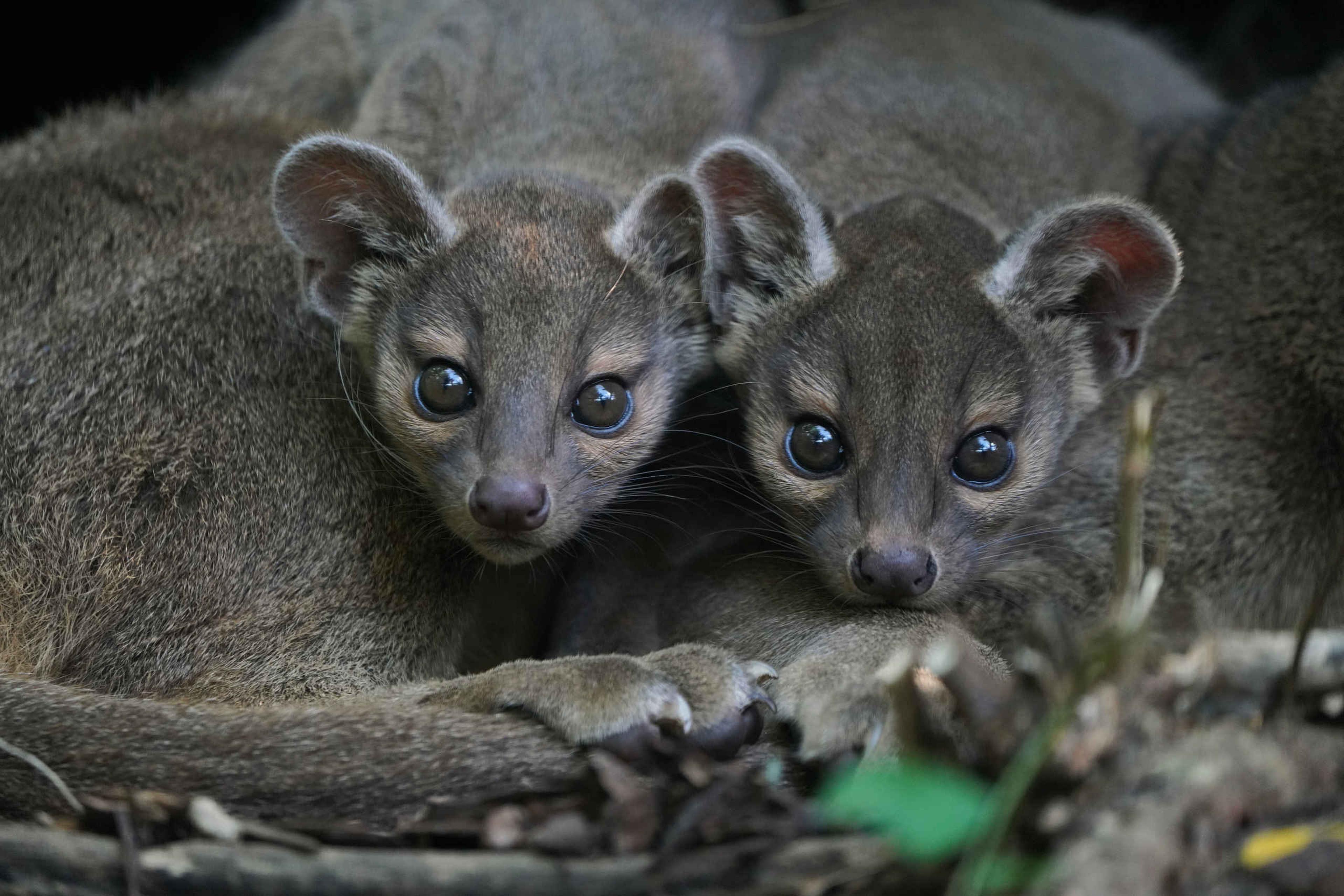 Twee jonge fossa's liggen bij hun moeder en kijken nieuwsgierig in het rond bij ZooParc Overloon.