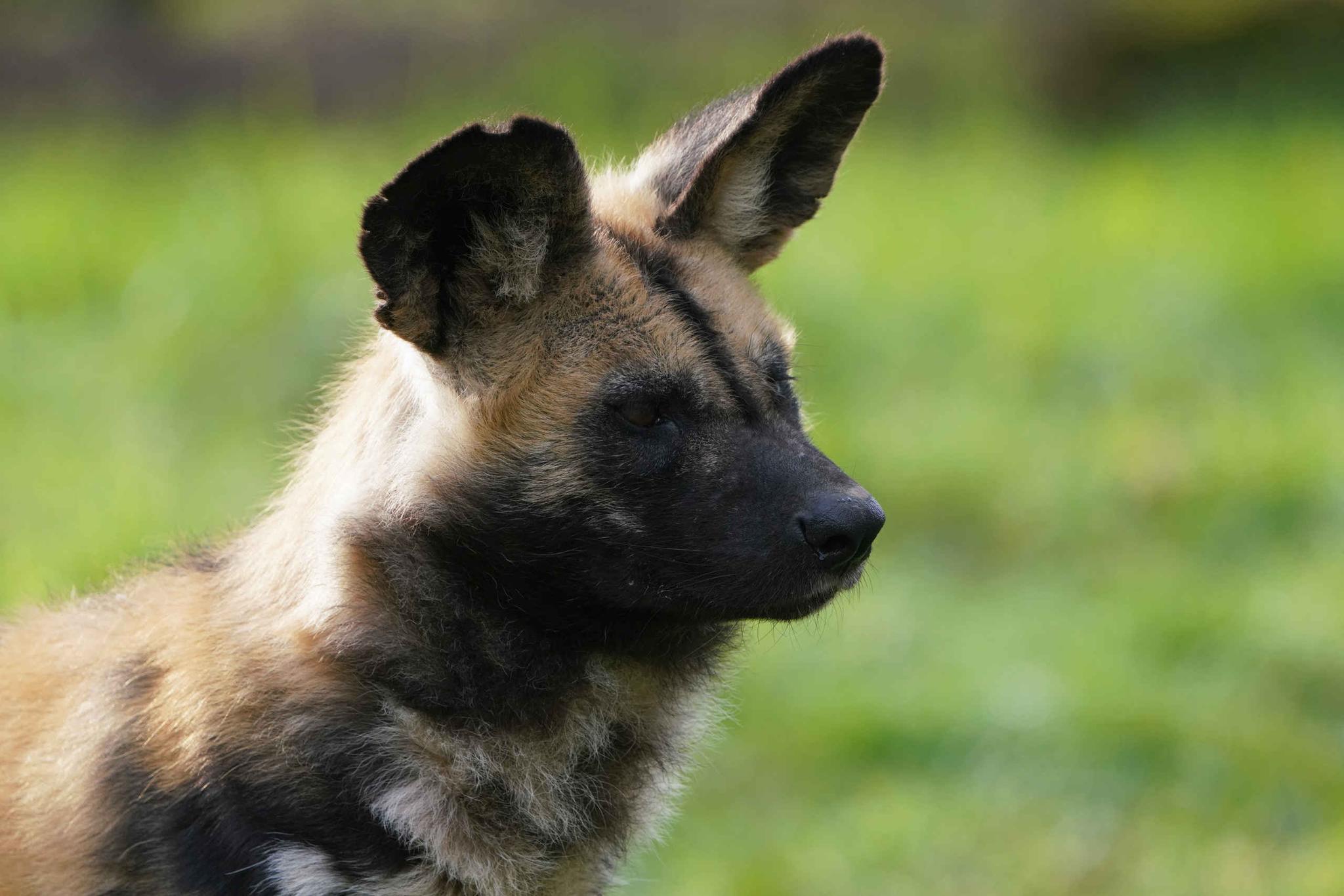 Een Afrikaanse wilde hond van dichtbij in ZooParc Overloon