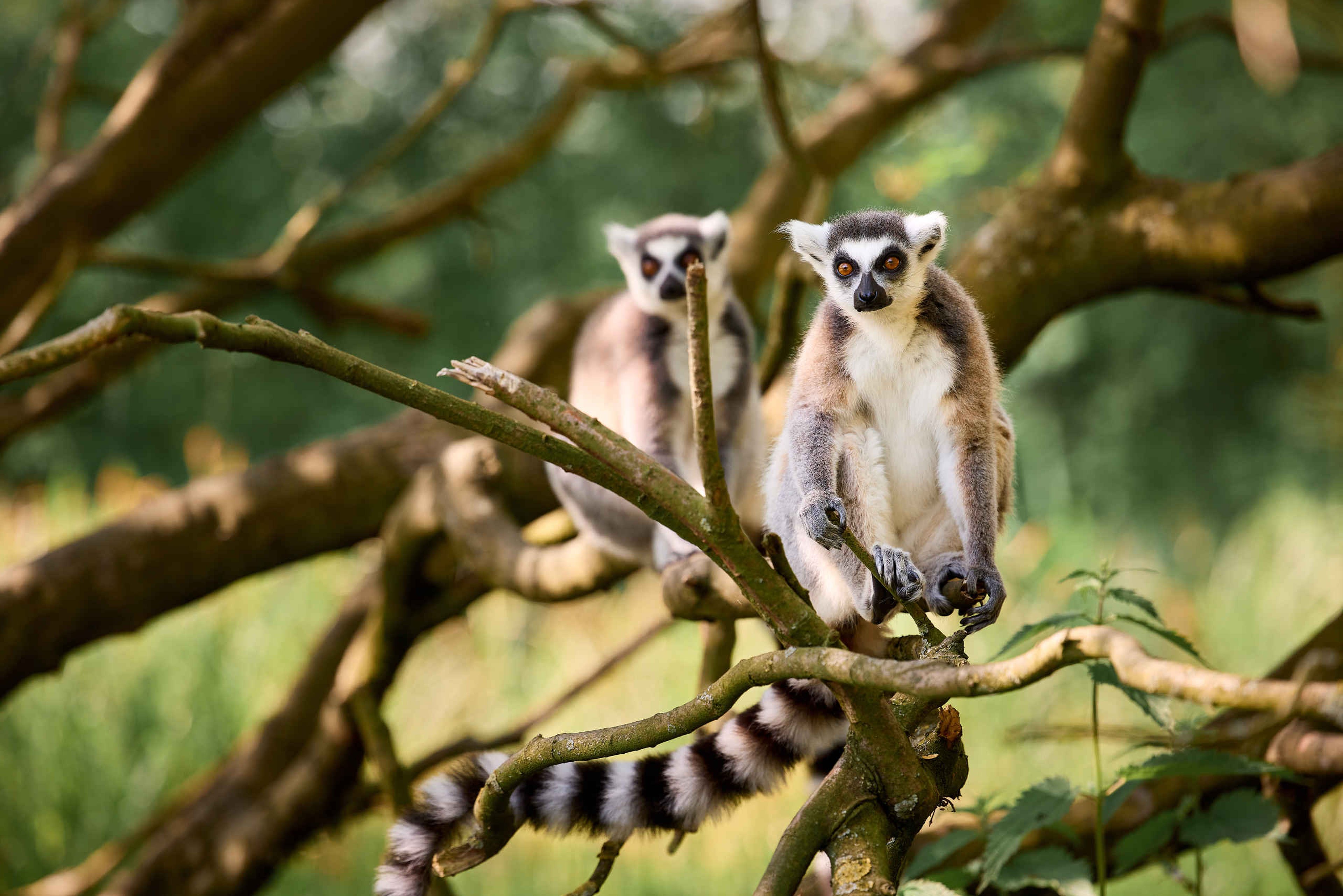 Twee ringstaartmaki's in boom AquaZoo Leeuwarden