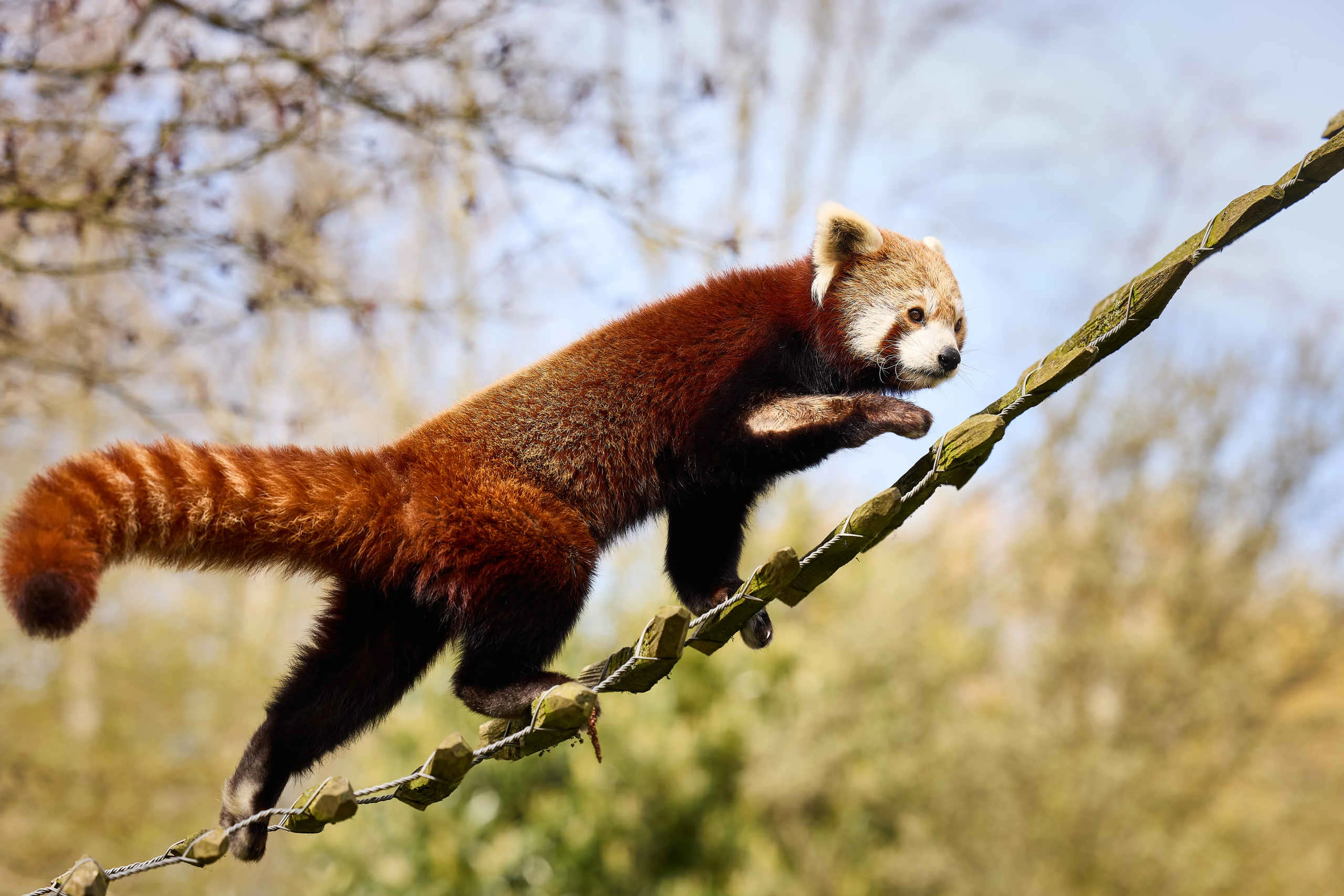 Rode panda klimt op ladder AquaZoo Leeuwarden