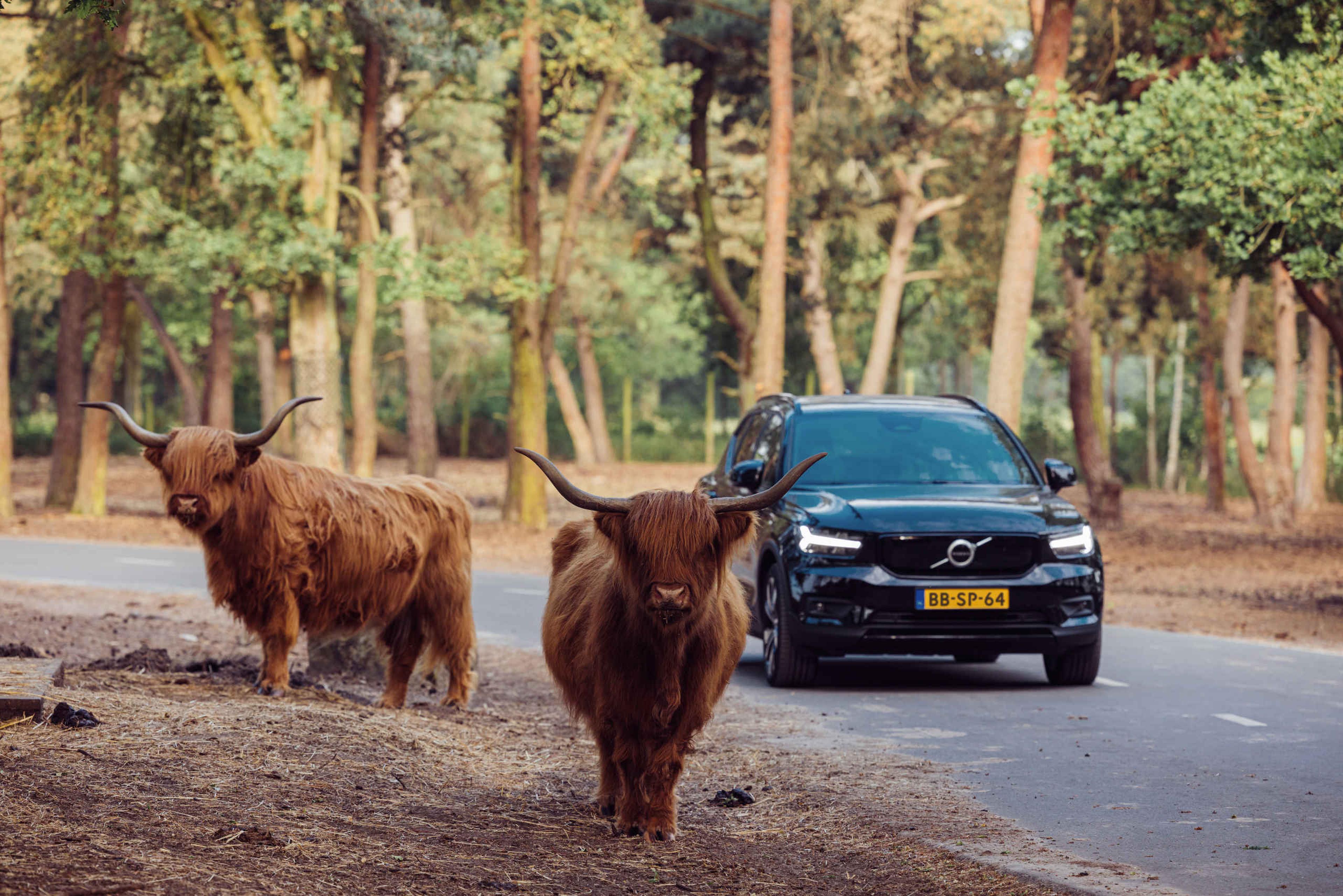Autosafari auto Schotse Hooglander Safaripark Beekse Bergen