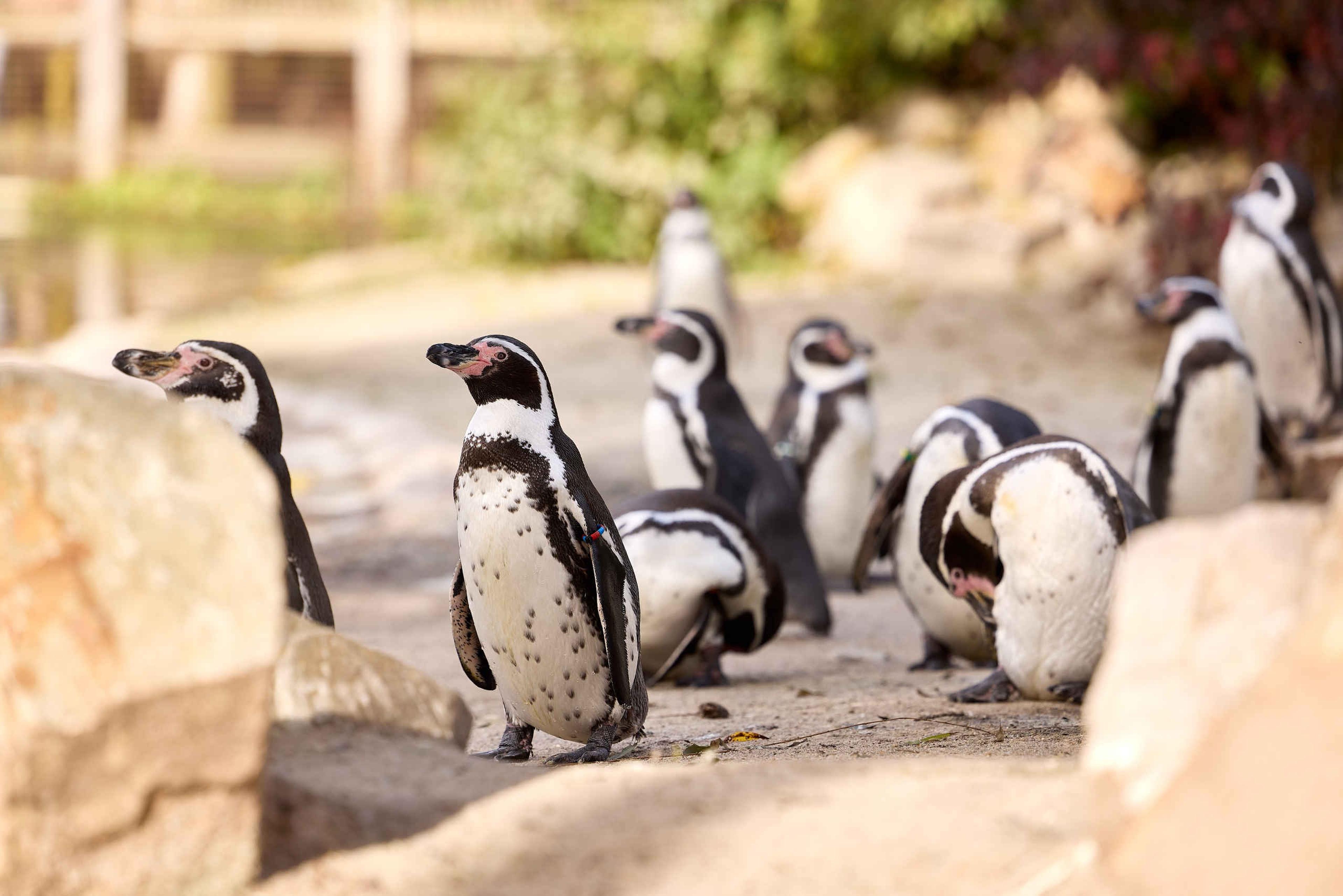 Een groep humboldtpinguïns bij Eindhoven Zoo.