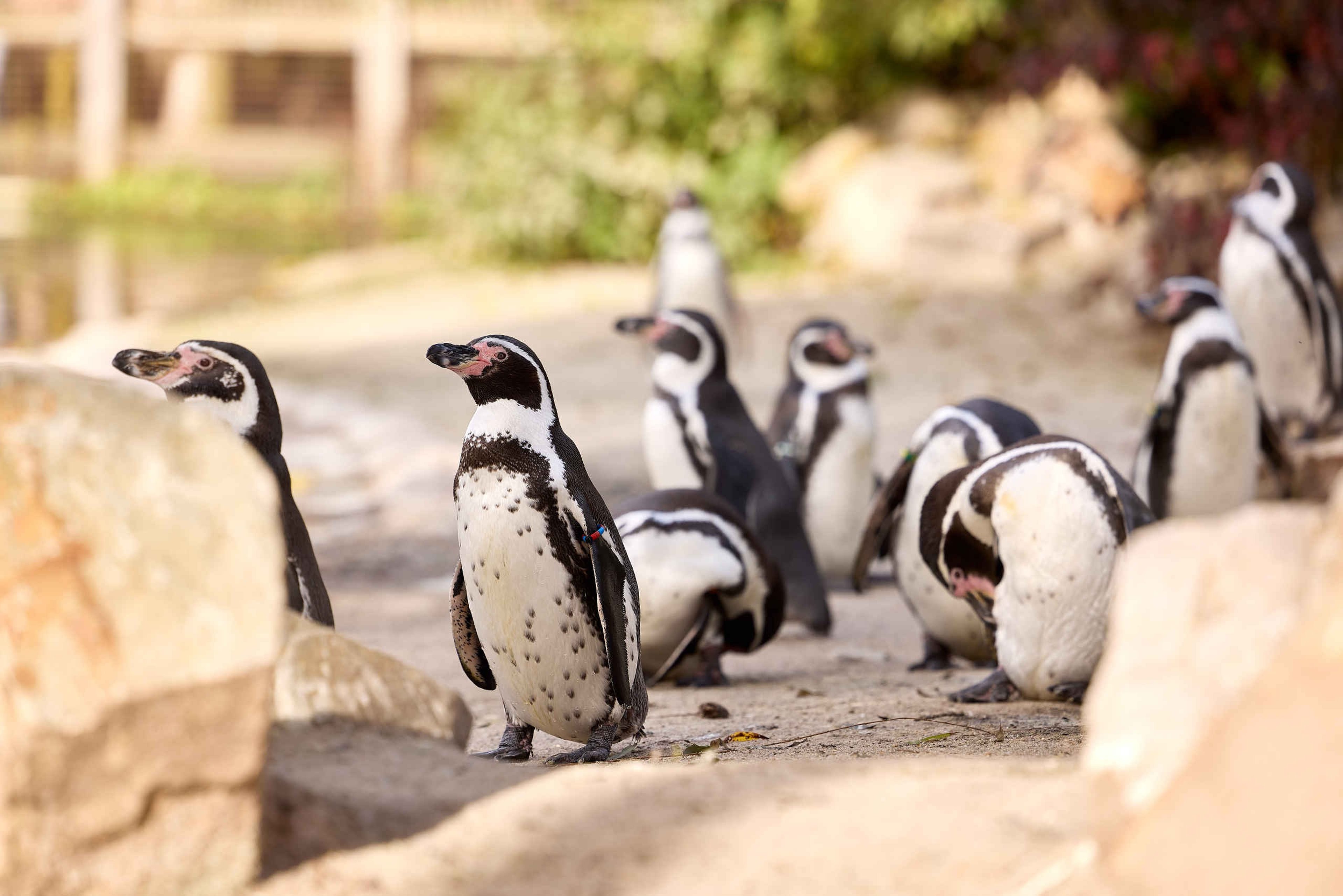 Een groep humboldtpinguïns bij Eindhoven Zoo.