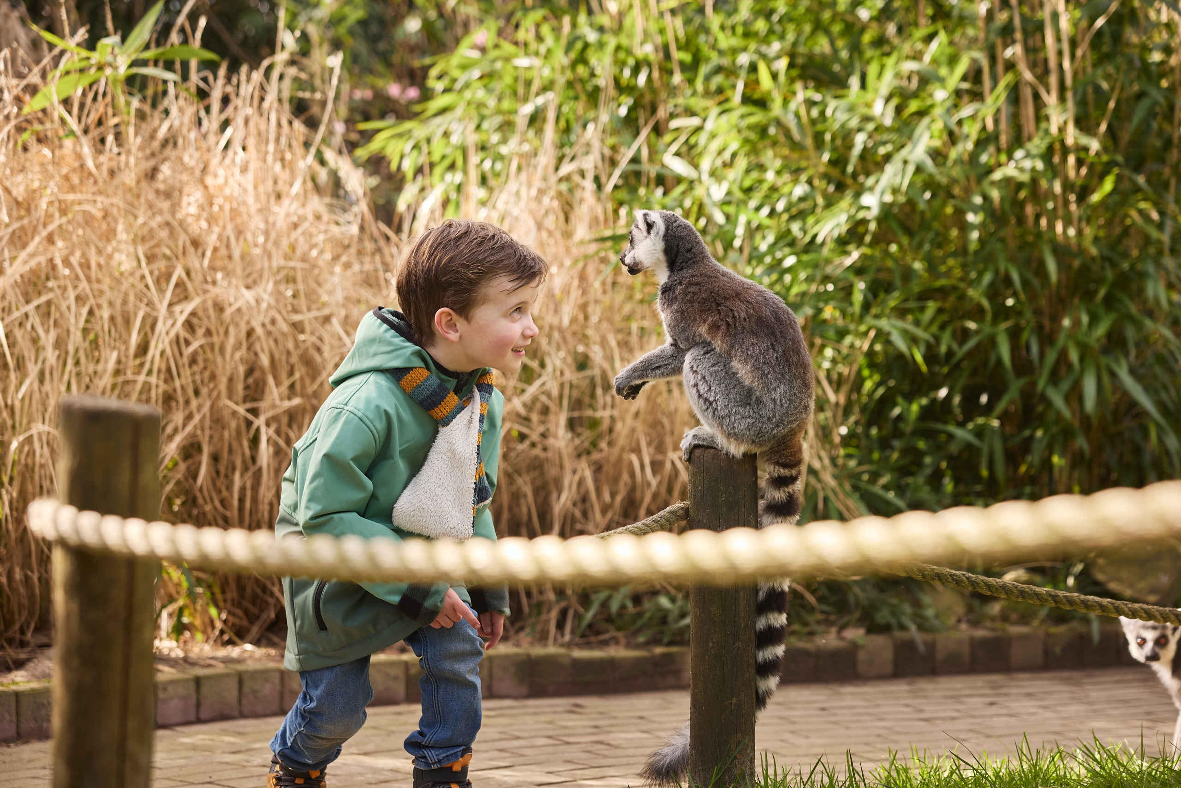 Jongen met een ringstaartmaki in Eindhoven Zoo Dierentuintickets NL