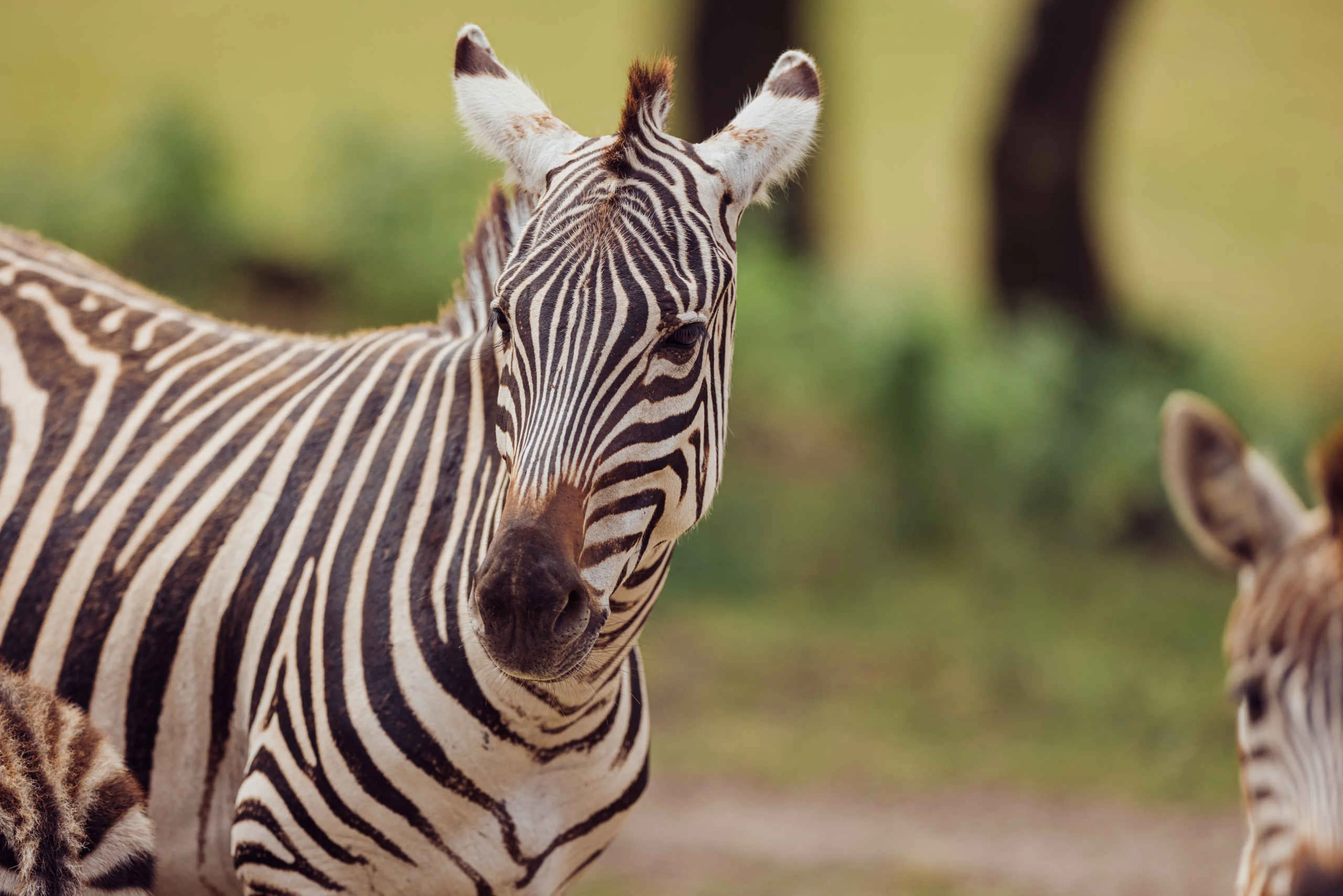 Close-up van een zebra in Safaripark Beekse Bergen