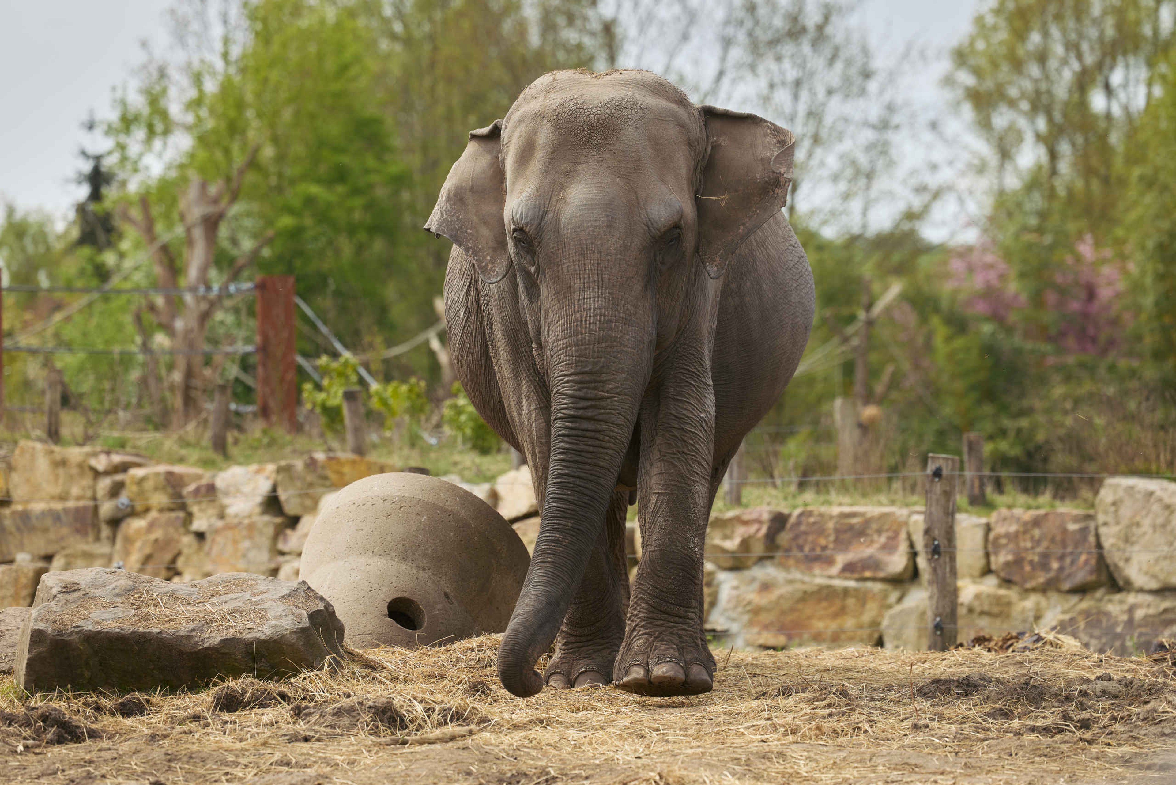 Een Aziatische olifant loopt naar voren in Eindhoven Zoo
