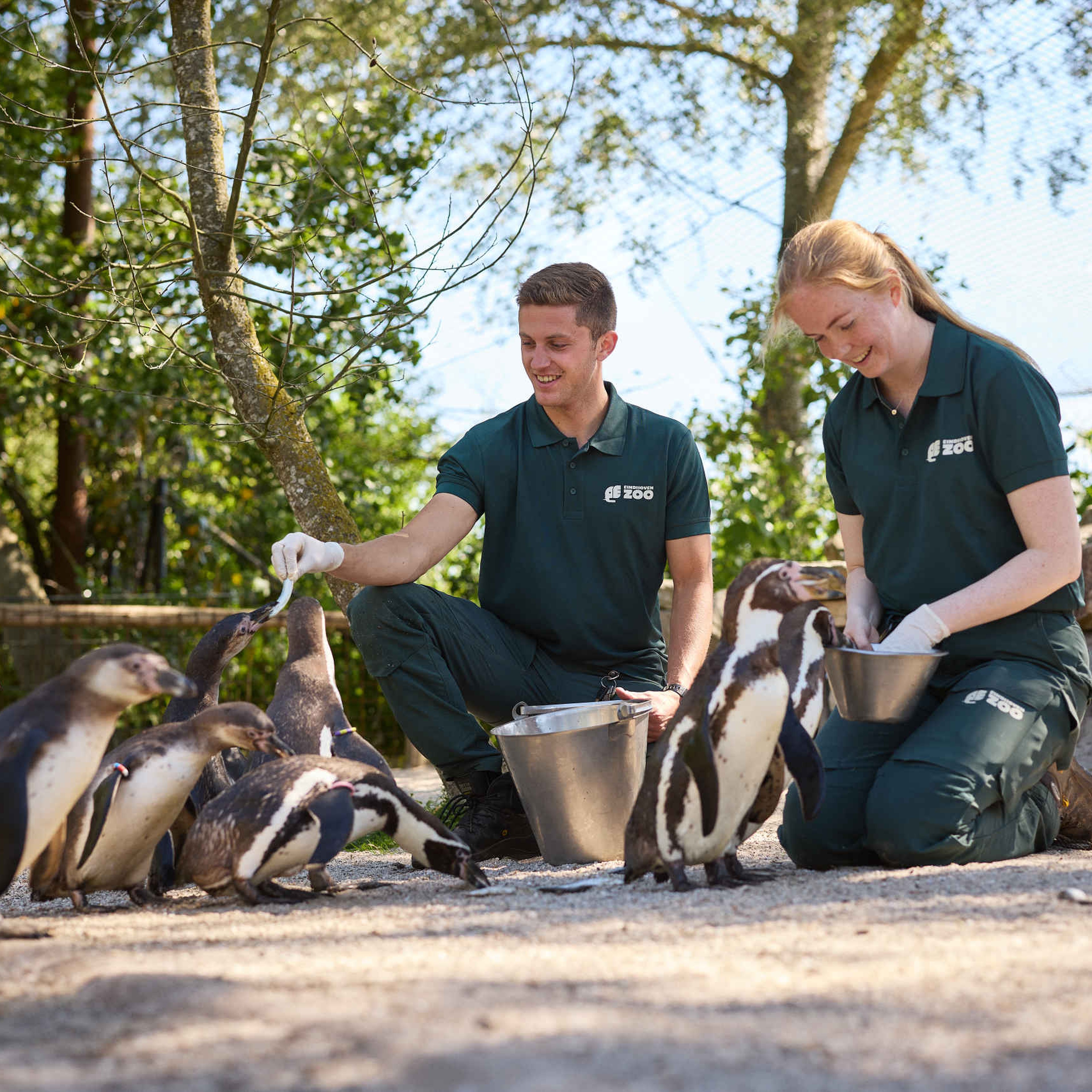 Twee dierenverzorgers voeren de pinguins in Eindhoven Zo