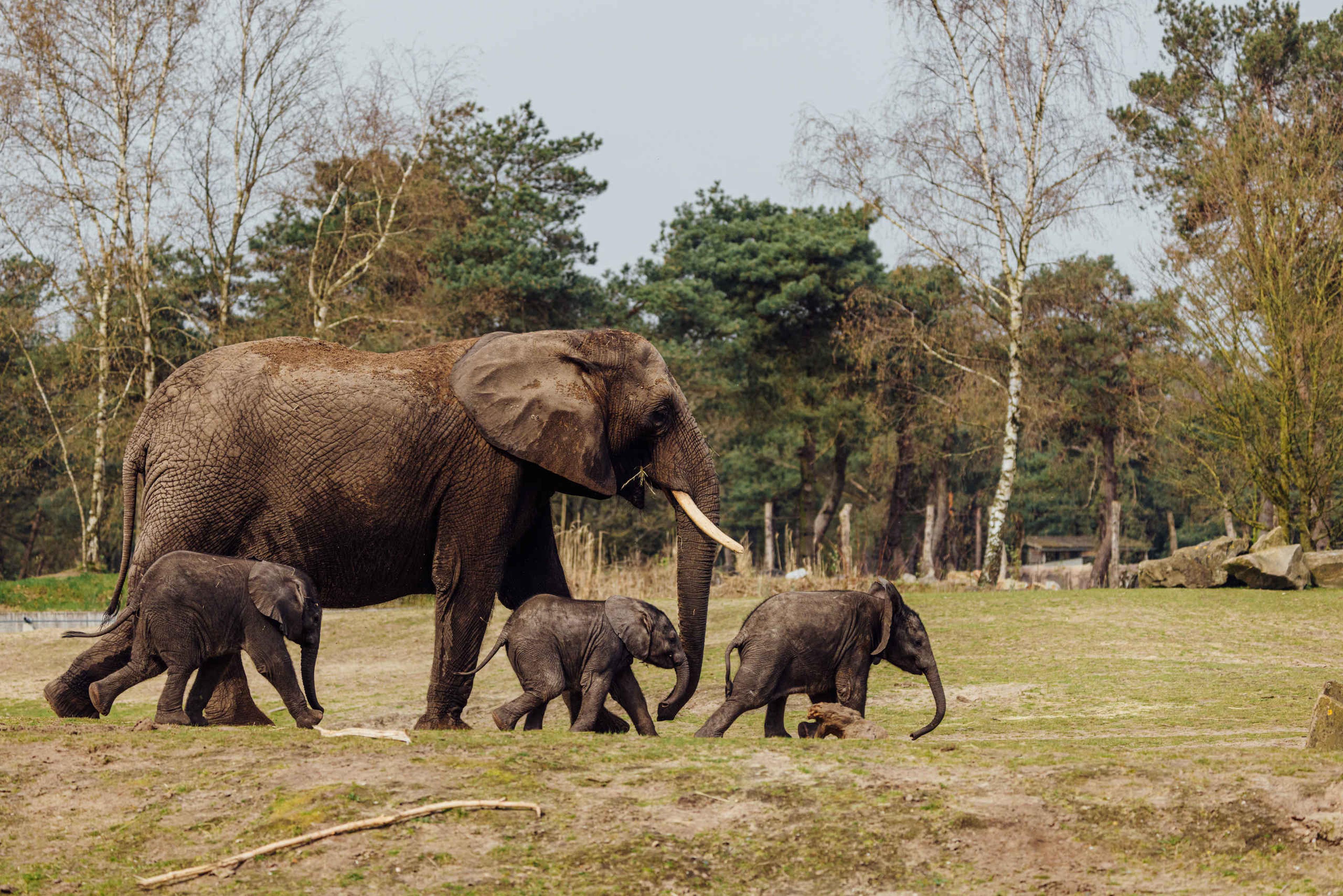 Olifant met olifantenkalfjes lopend in de olifantenvallei in Safaripark Beekse Bergen