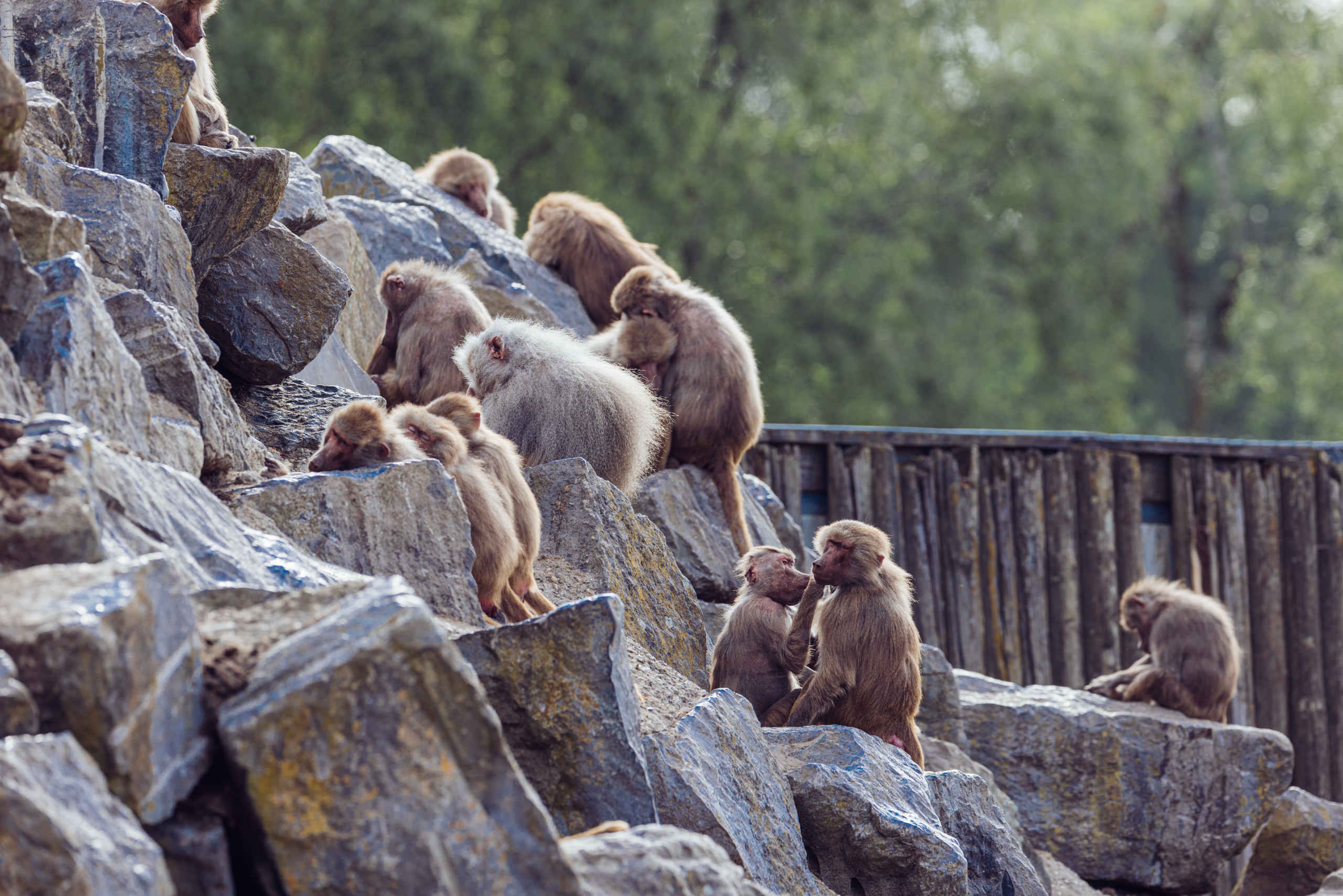Groep met mantelbavianen op rotsen met jongen in Safaripark Beekse Bergen