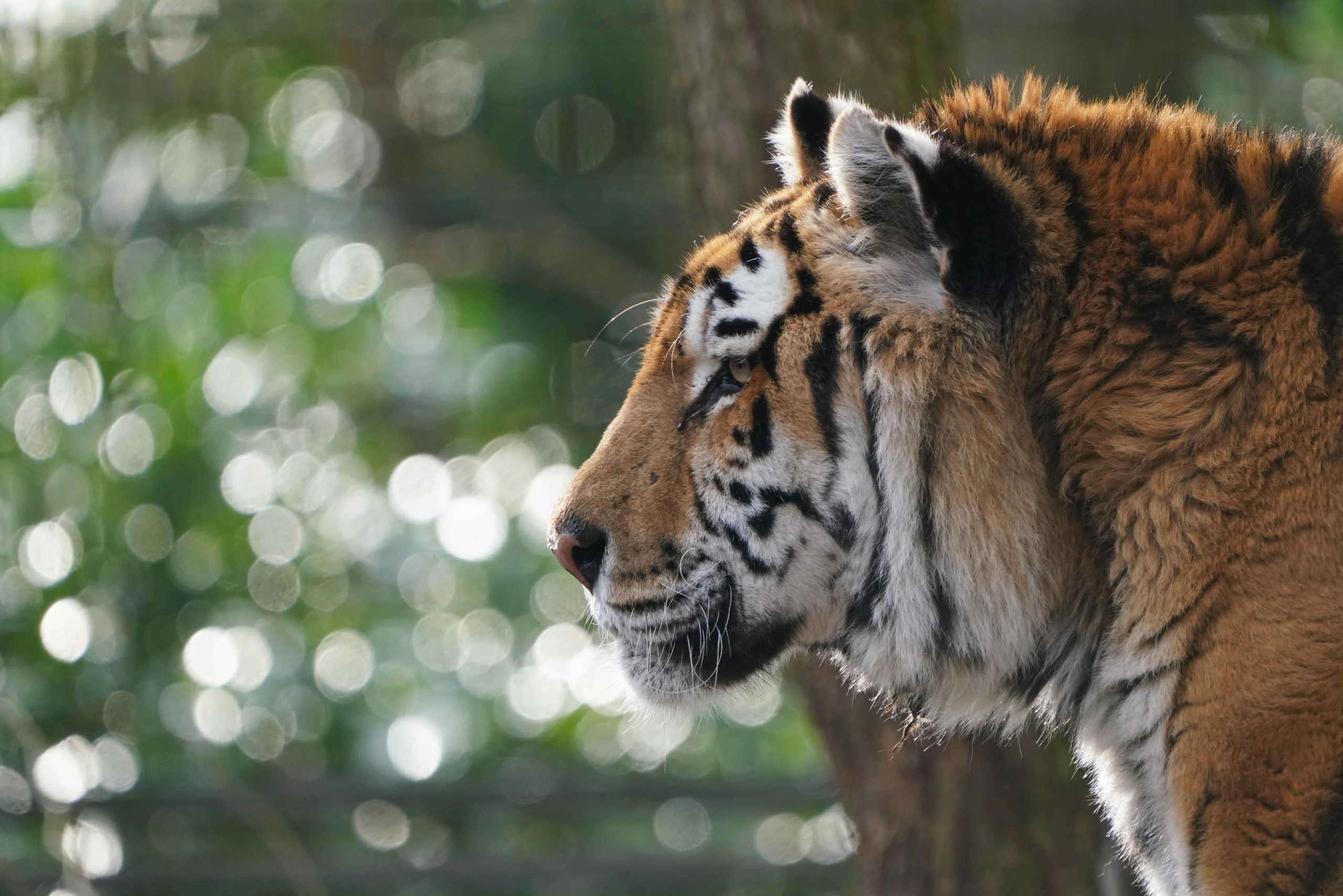 Een amoertijger bij ZooParc Overloon.