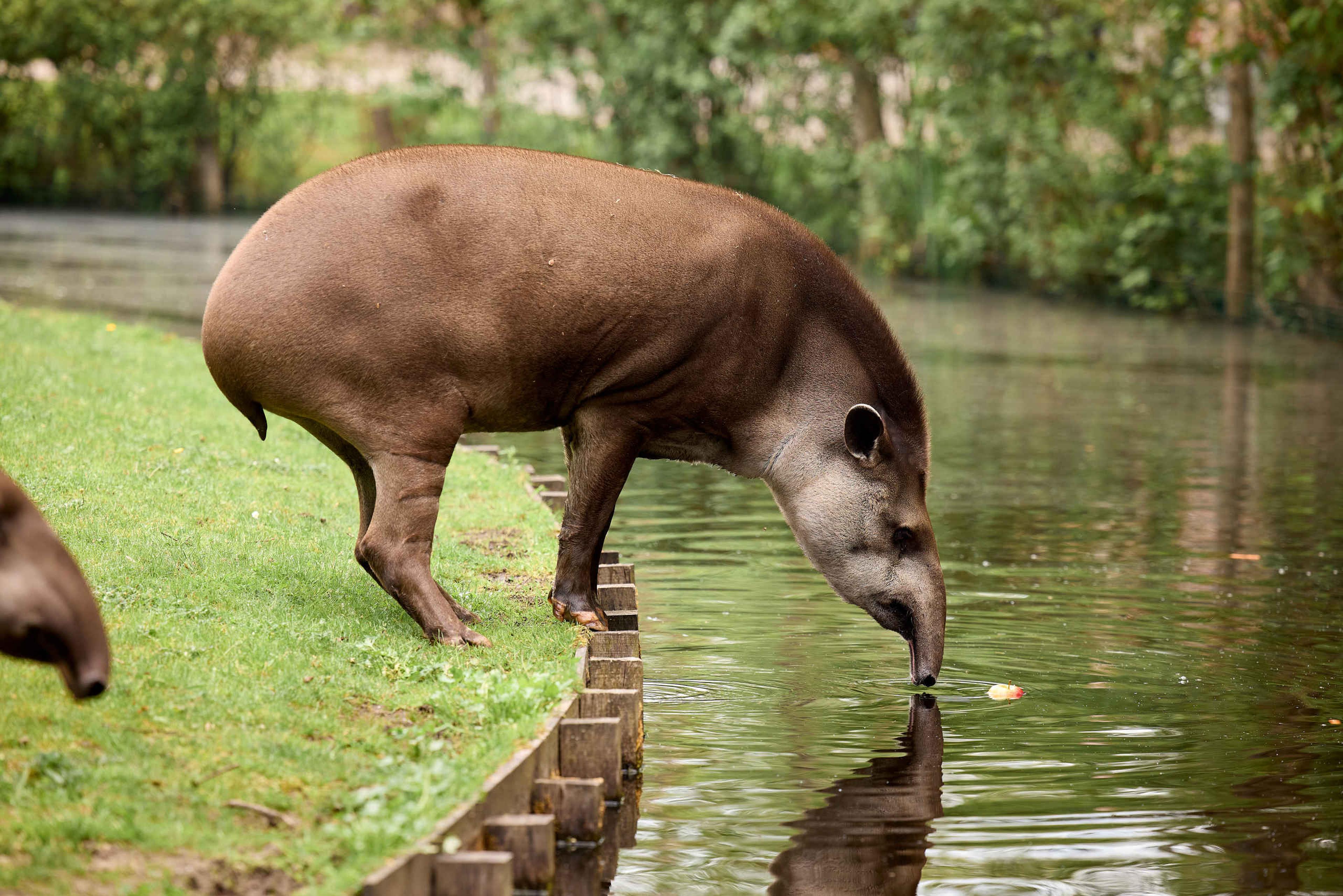 Tapir drinkt uit water AquaZoo Leeuwarden