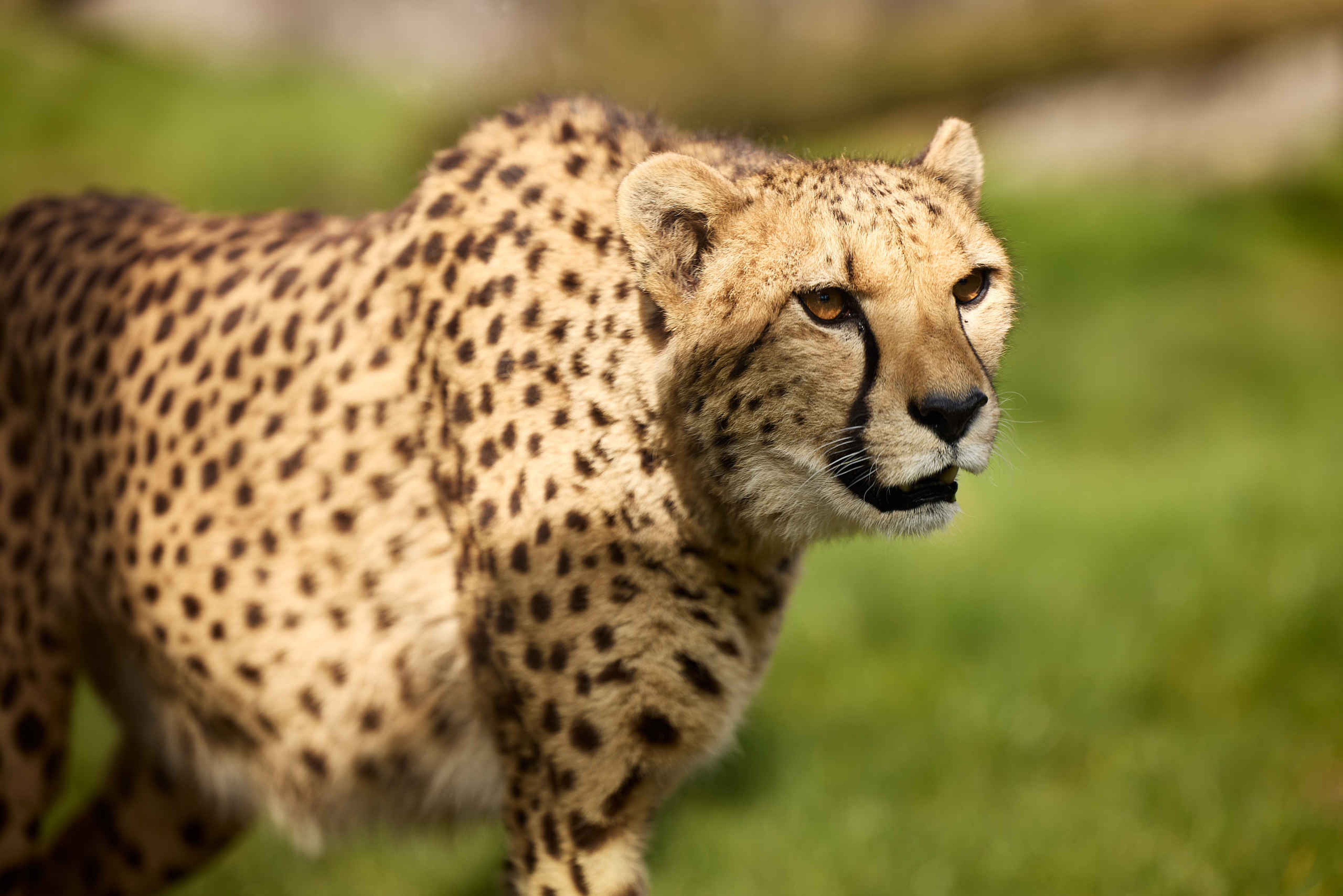 Close up van cheeta in Eindhoven Zoo