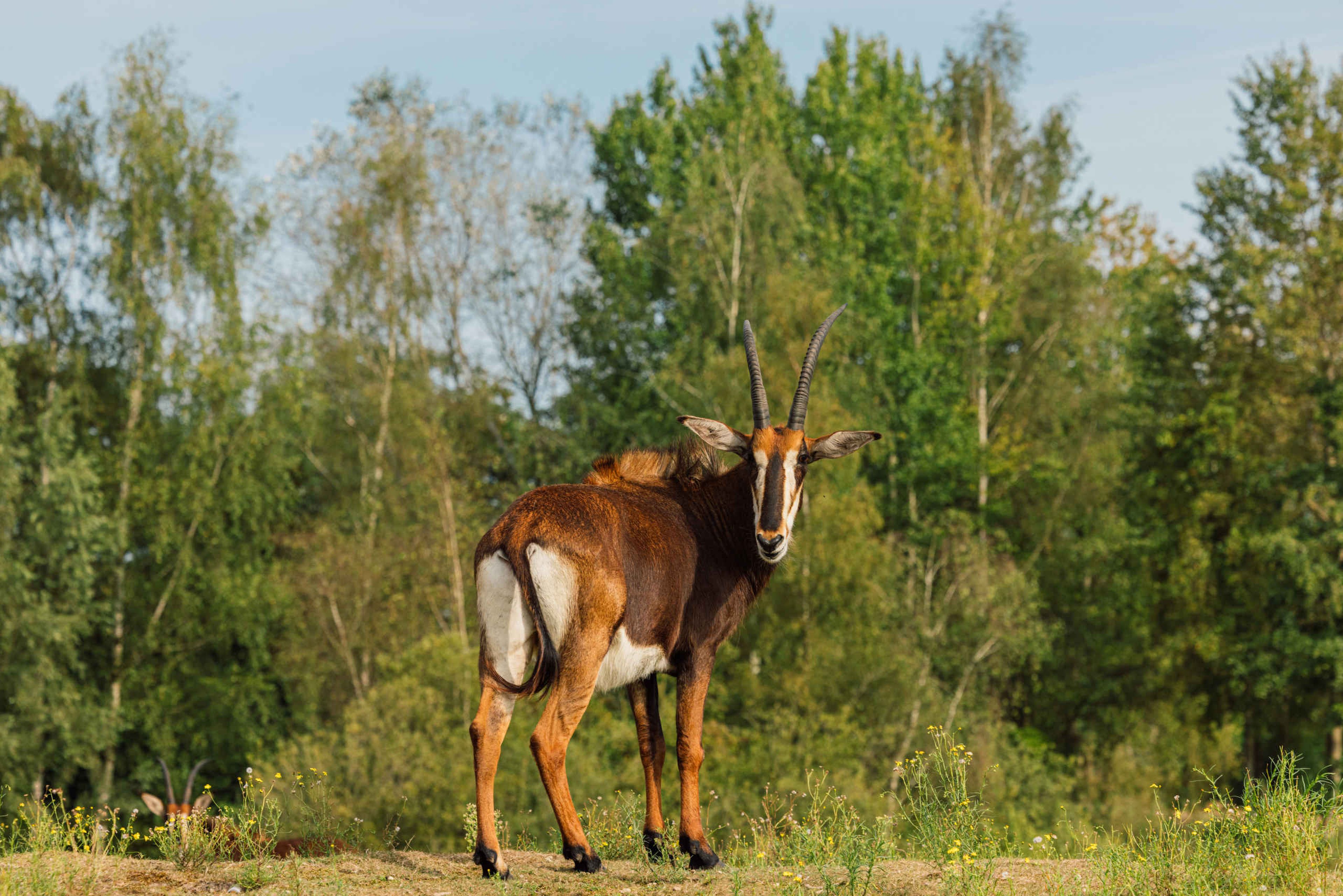 Zwarte paardantilope kijkt om op Safaripark Beekse Bergen