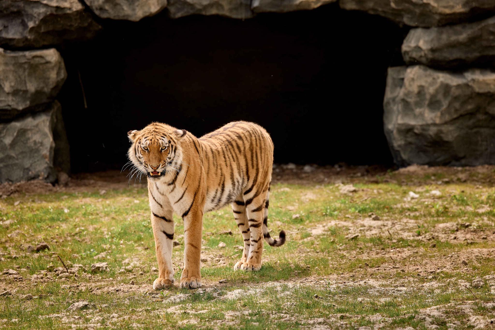 Amoertijger close up voor grot AquaZoo Leeuwarden