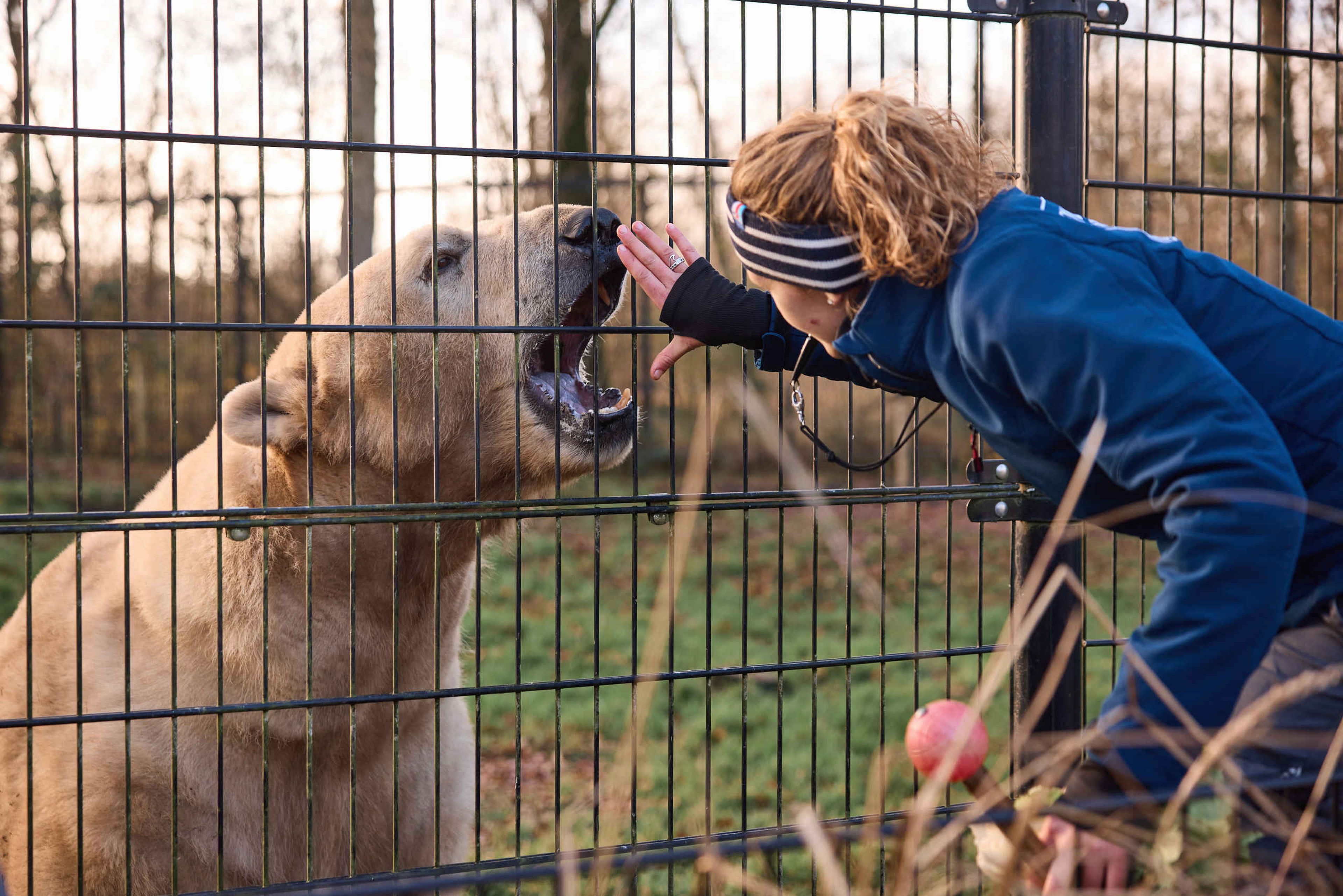 Dierenverzorger met een ijsbeer in AquaZoo Leeuwarden