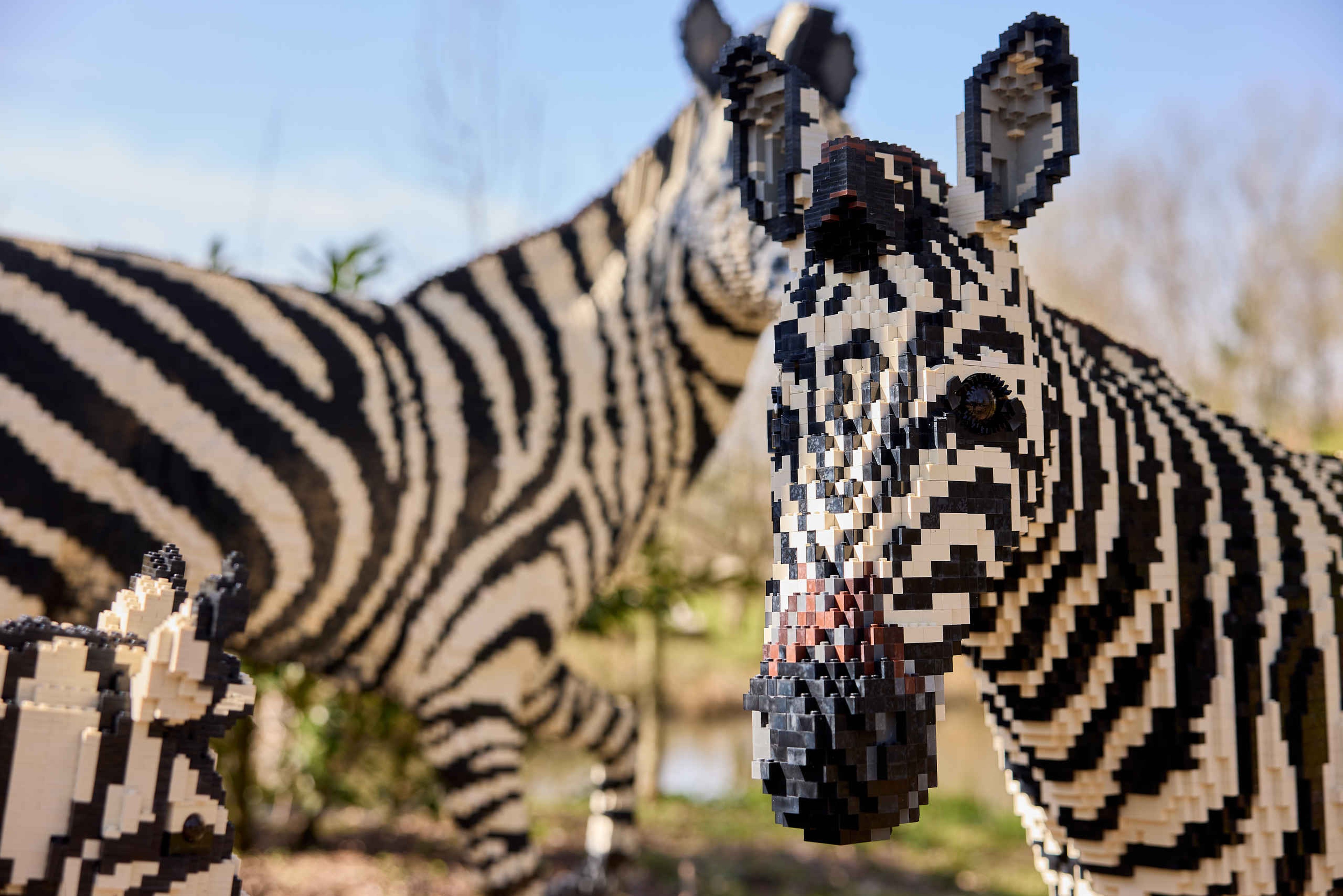 Zebra's gemaakt van bricks steentjes in ZooParc Overloon